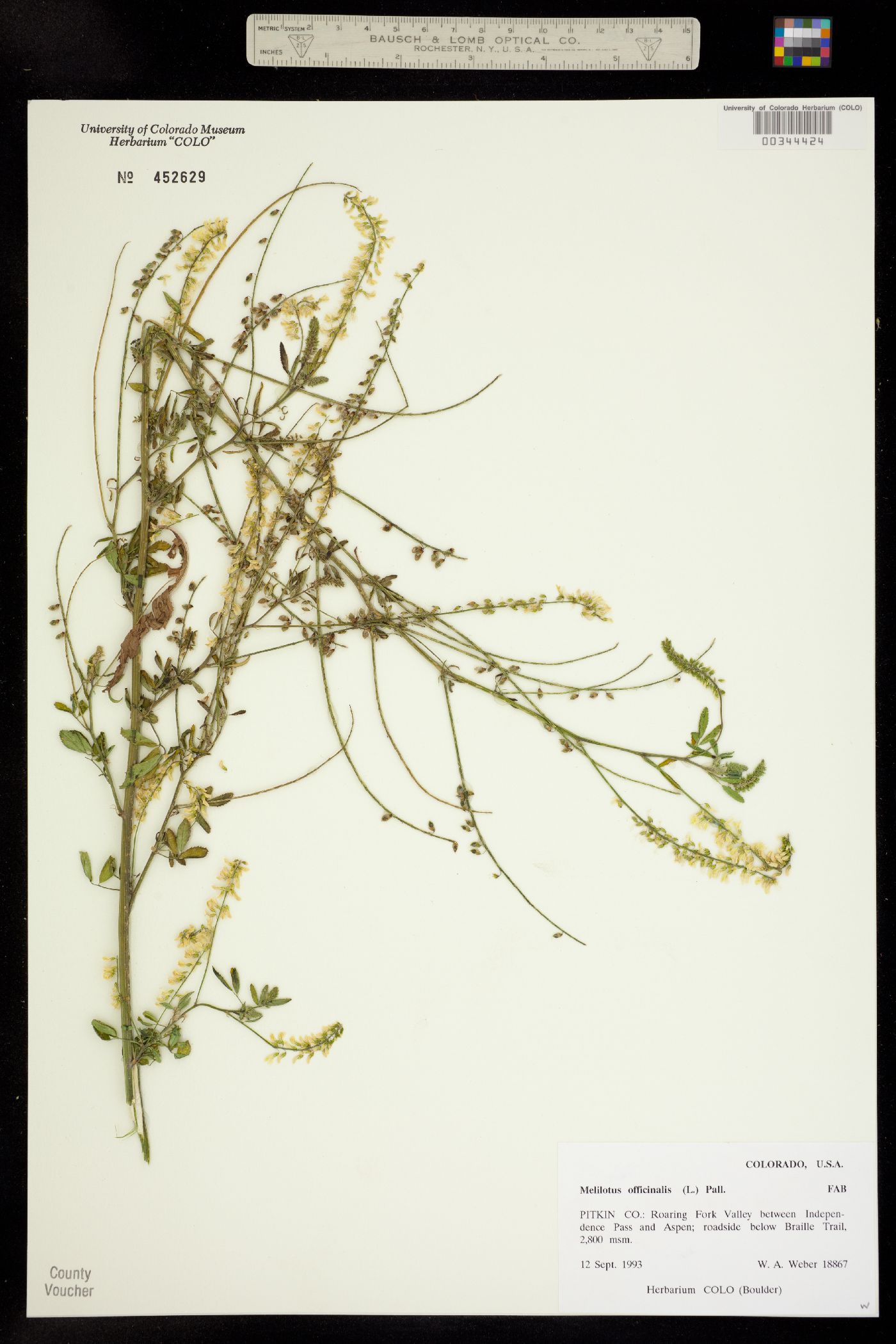 Melilotus officinale image