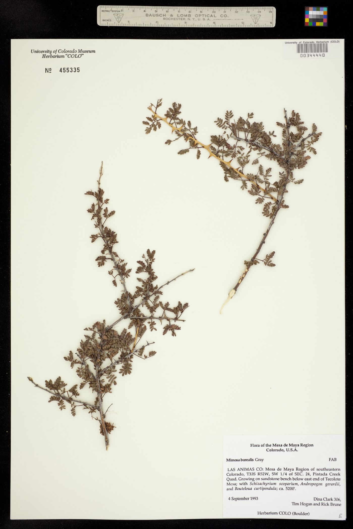 Mimosa borealis image