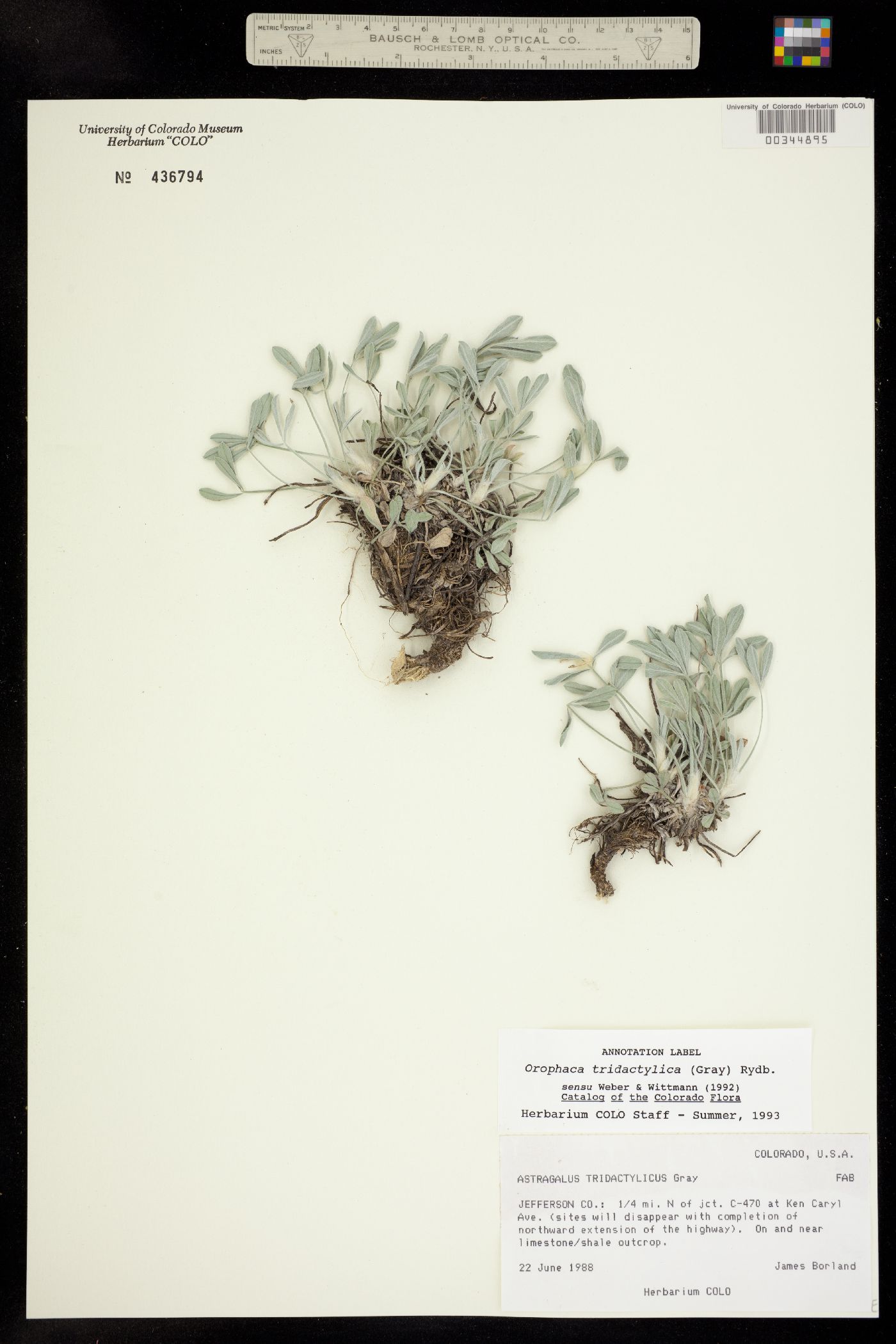 Orophaca image