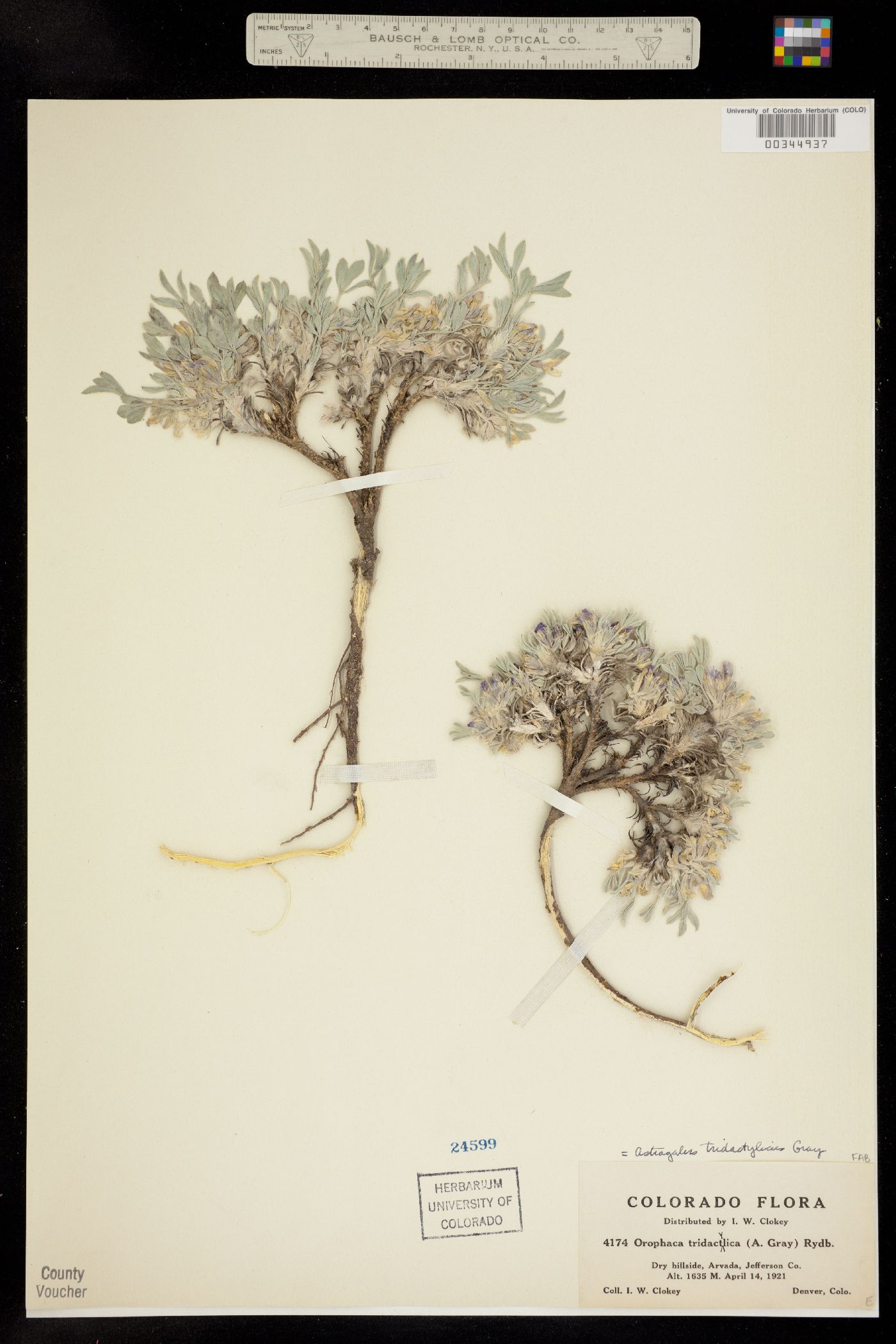 Astragalus tridactylicus image