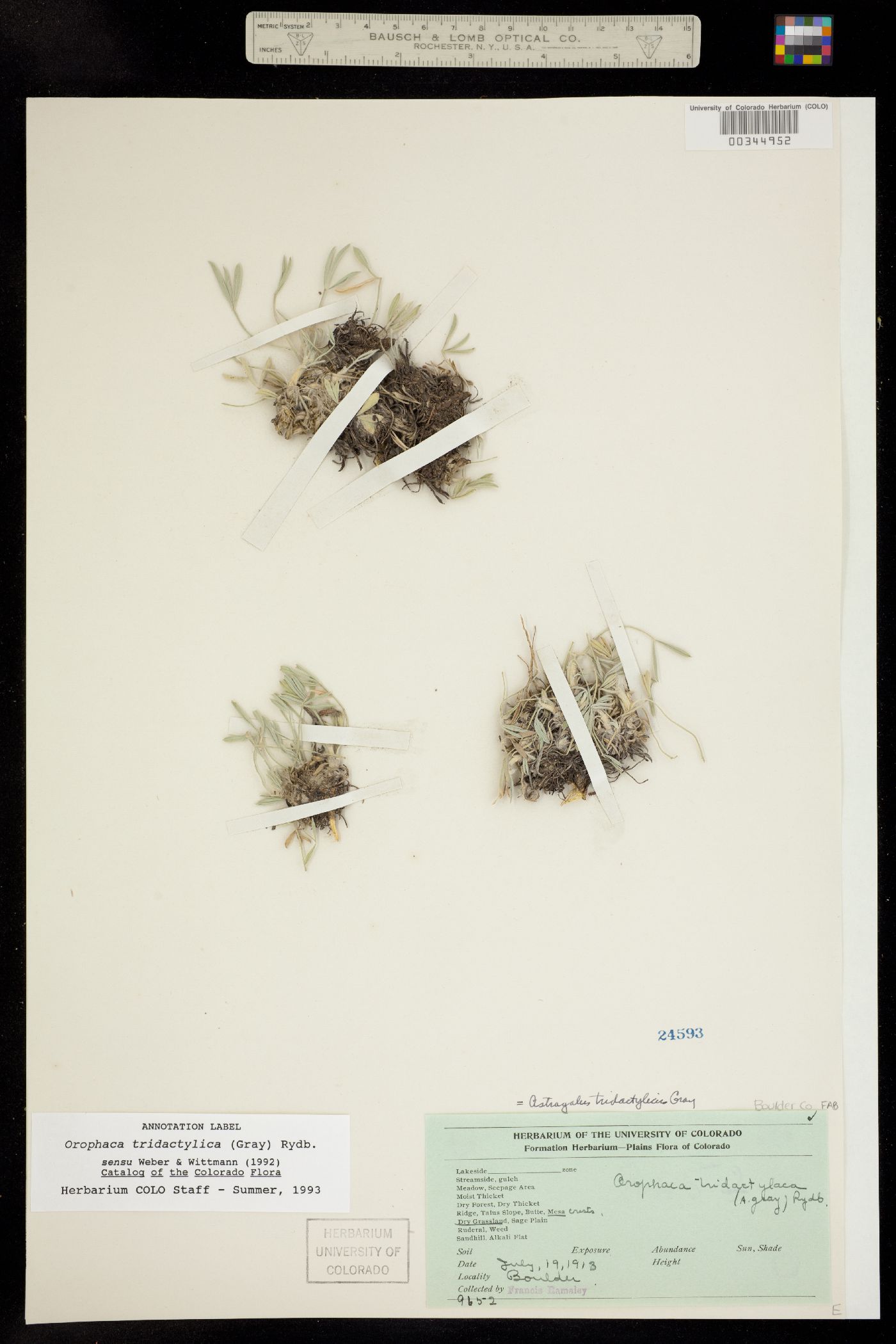 Astragalus tridactylicus image
