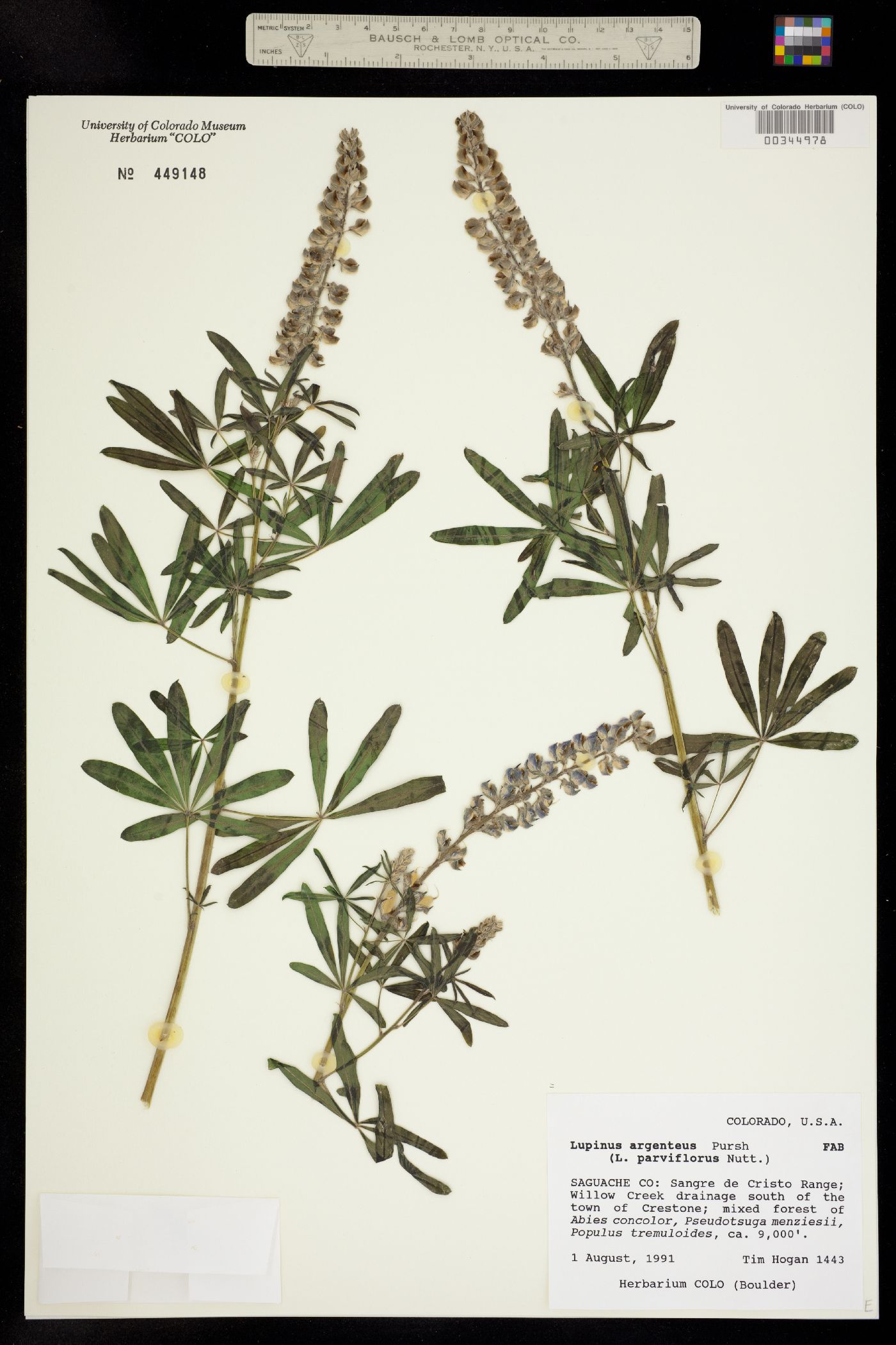 Lupinus parviflorus image