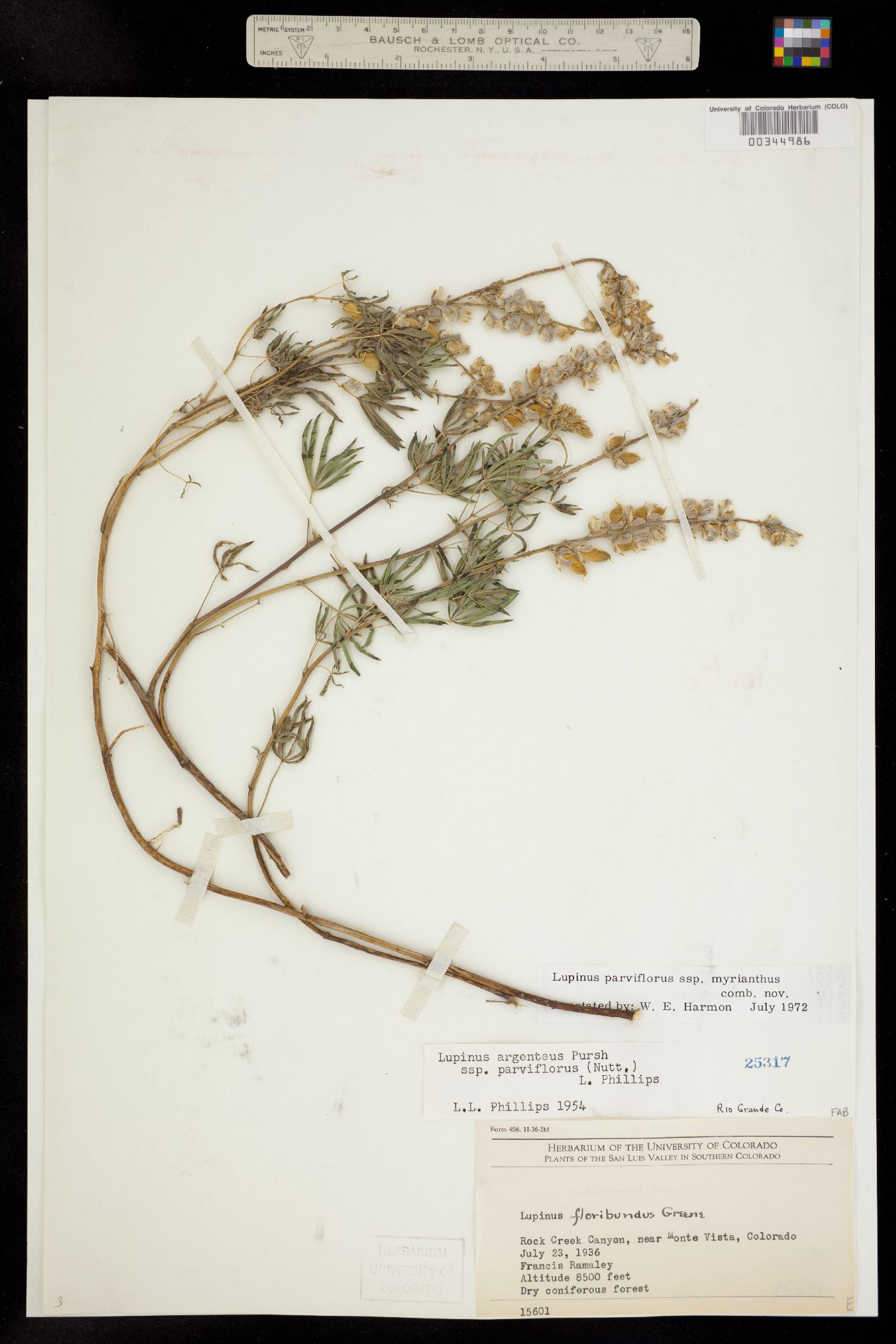 Lupinus parviflorus image