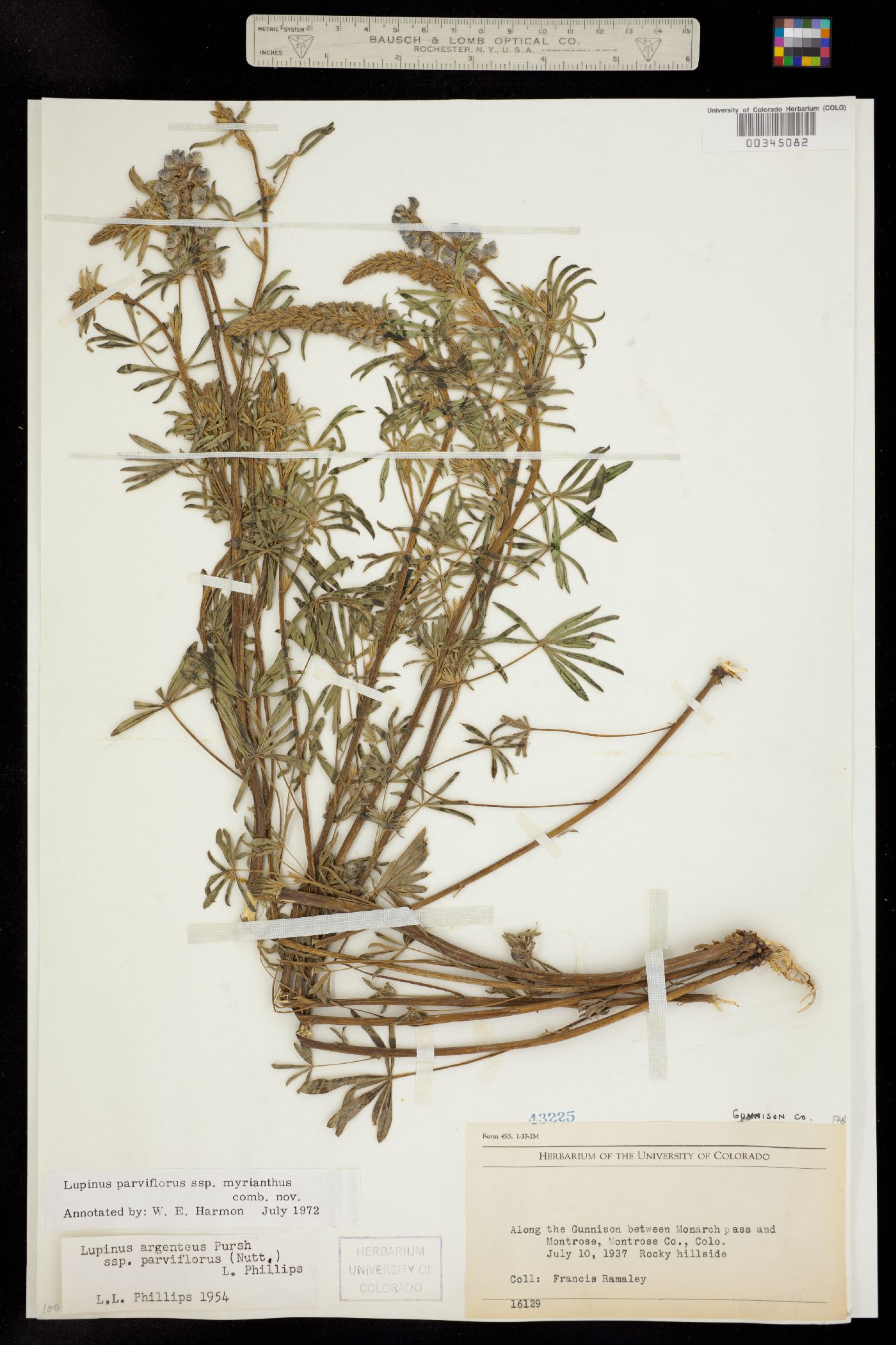 Lupinus parviflorus image