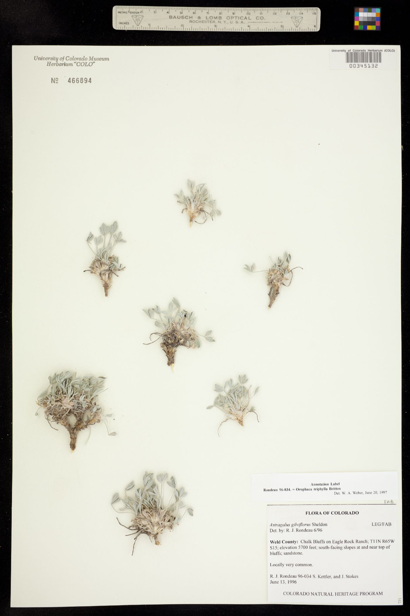 Orophaca triphylla image