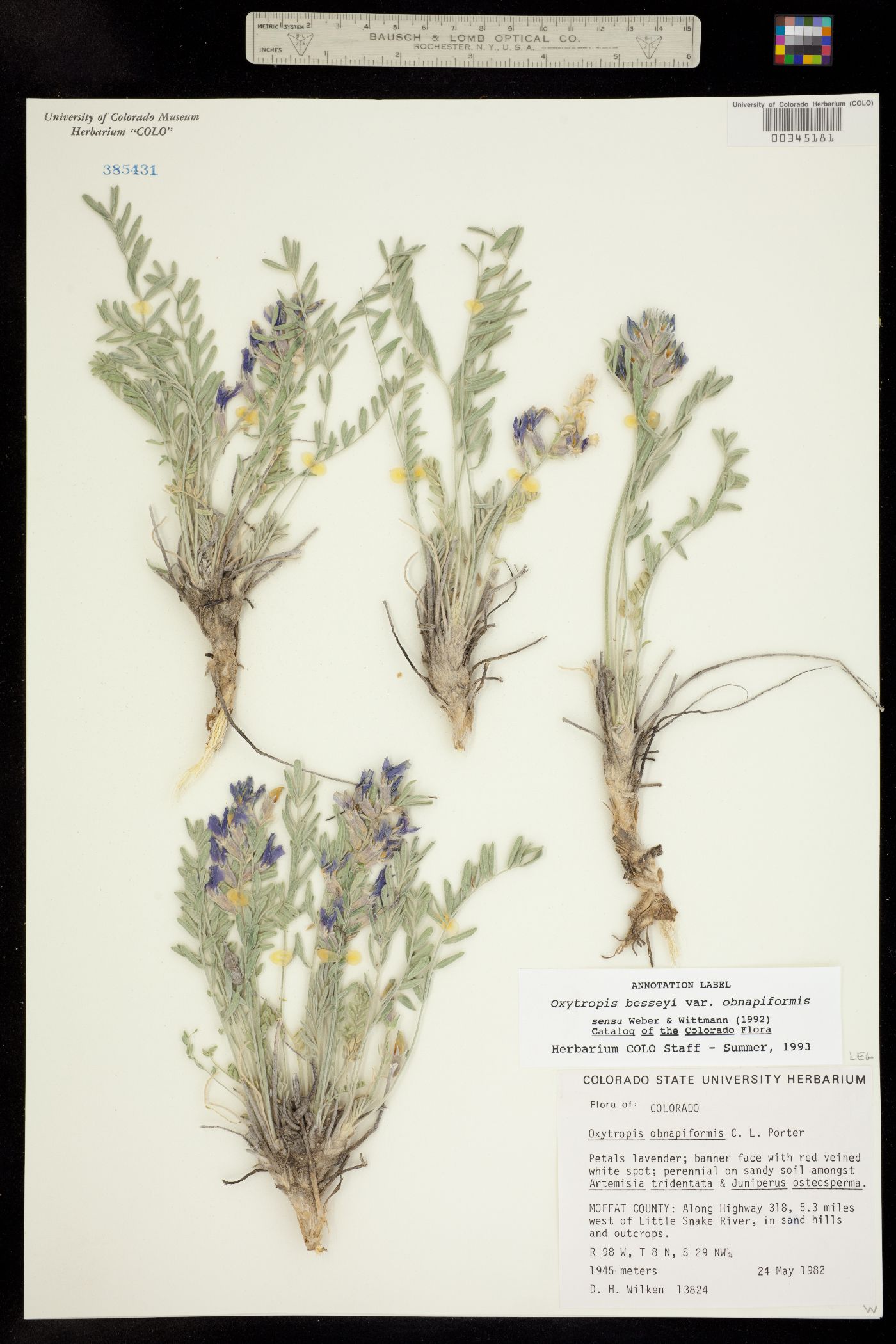 Oxytropis besseyi image