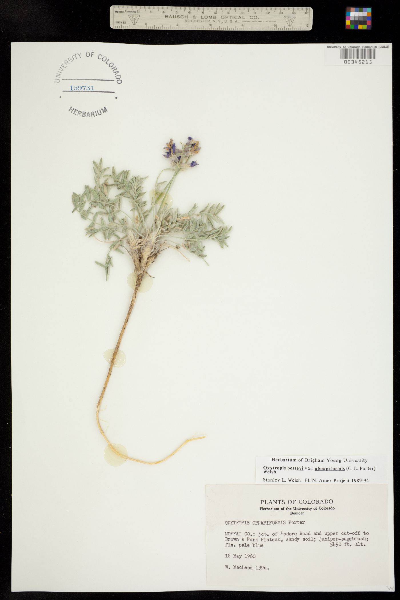 Oxytropis besseyi var. obnapiformis image