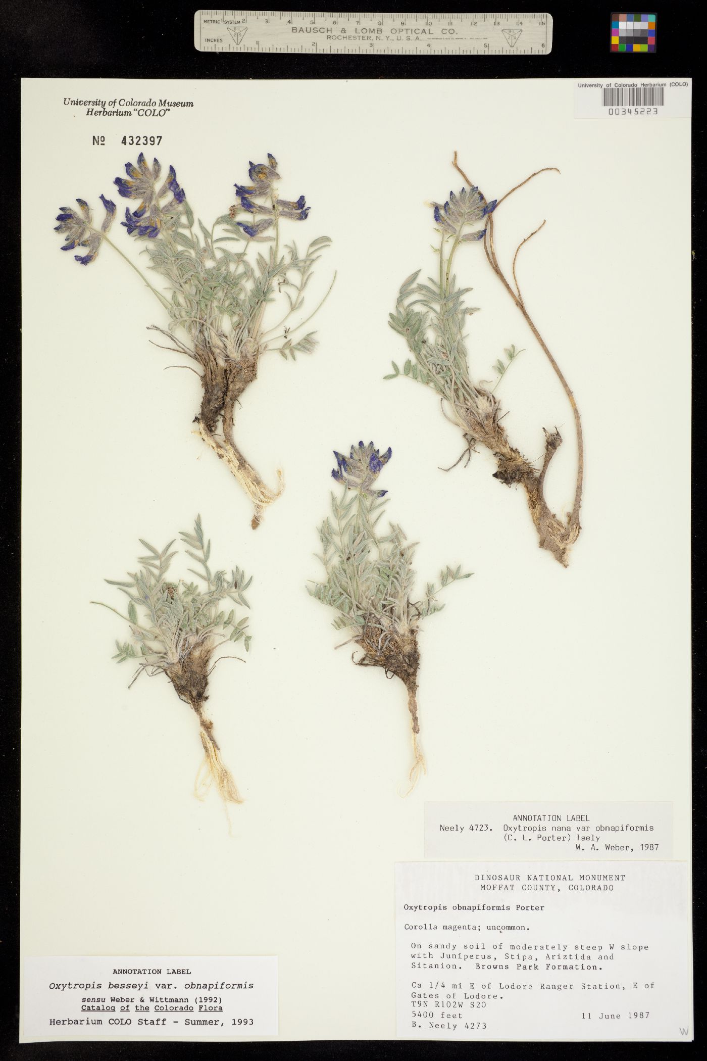 Oxytropis besseyi image