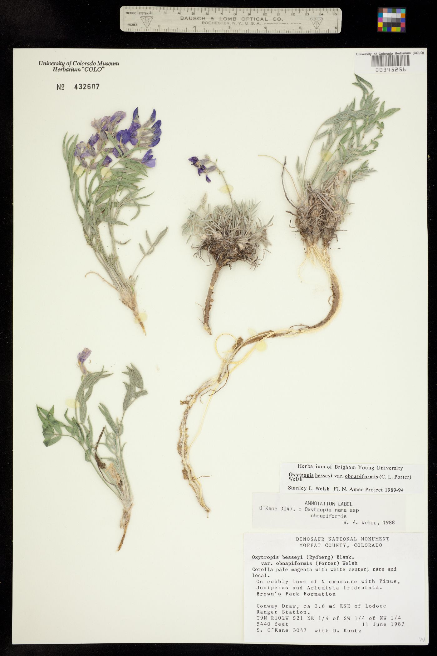 Oxytropis besseyi var. obnapiformis image