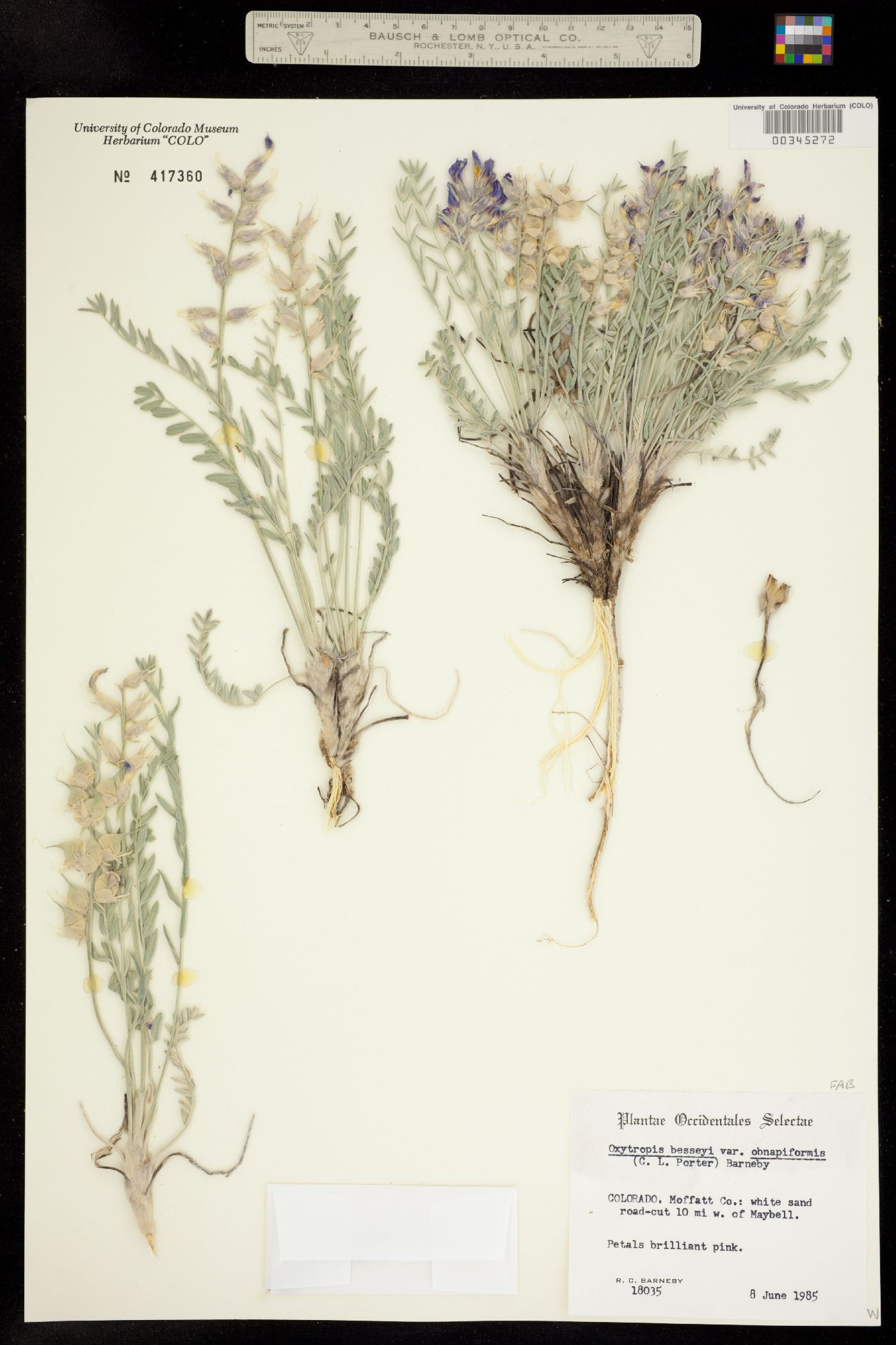 Oxytropis besseyi image