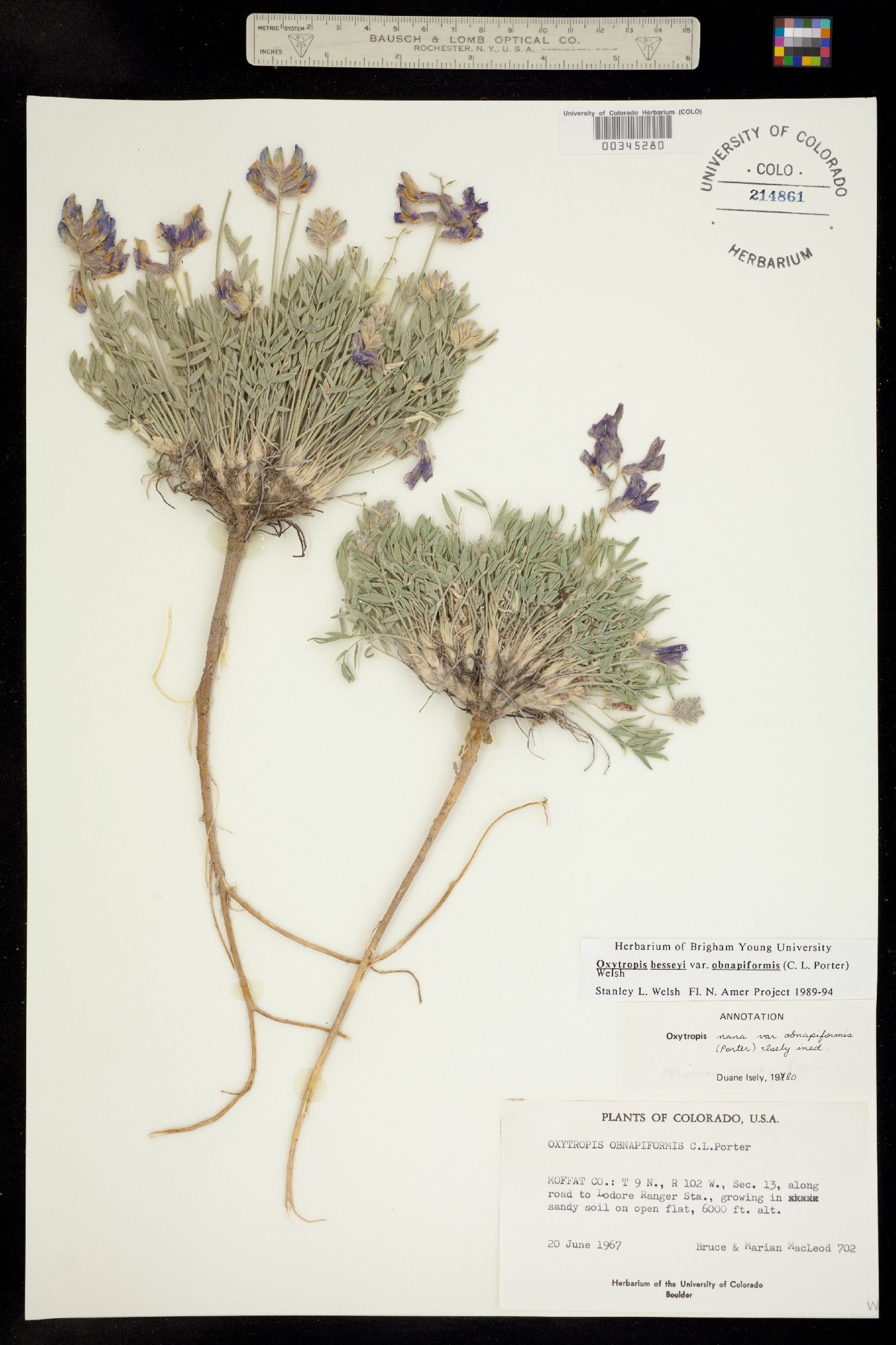 Oxytropis besseyi var. obnapiformis image
