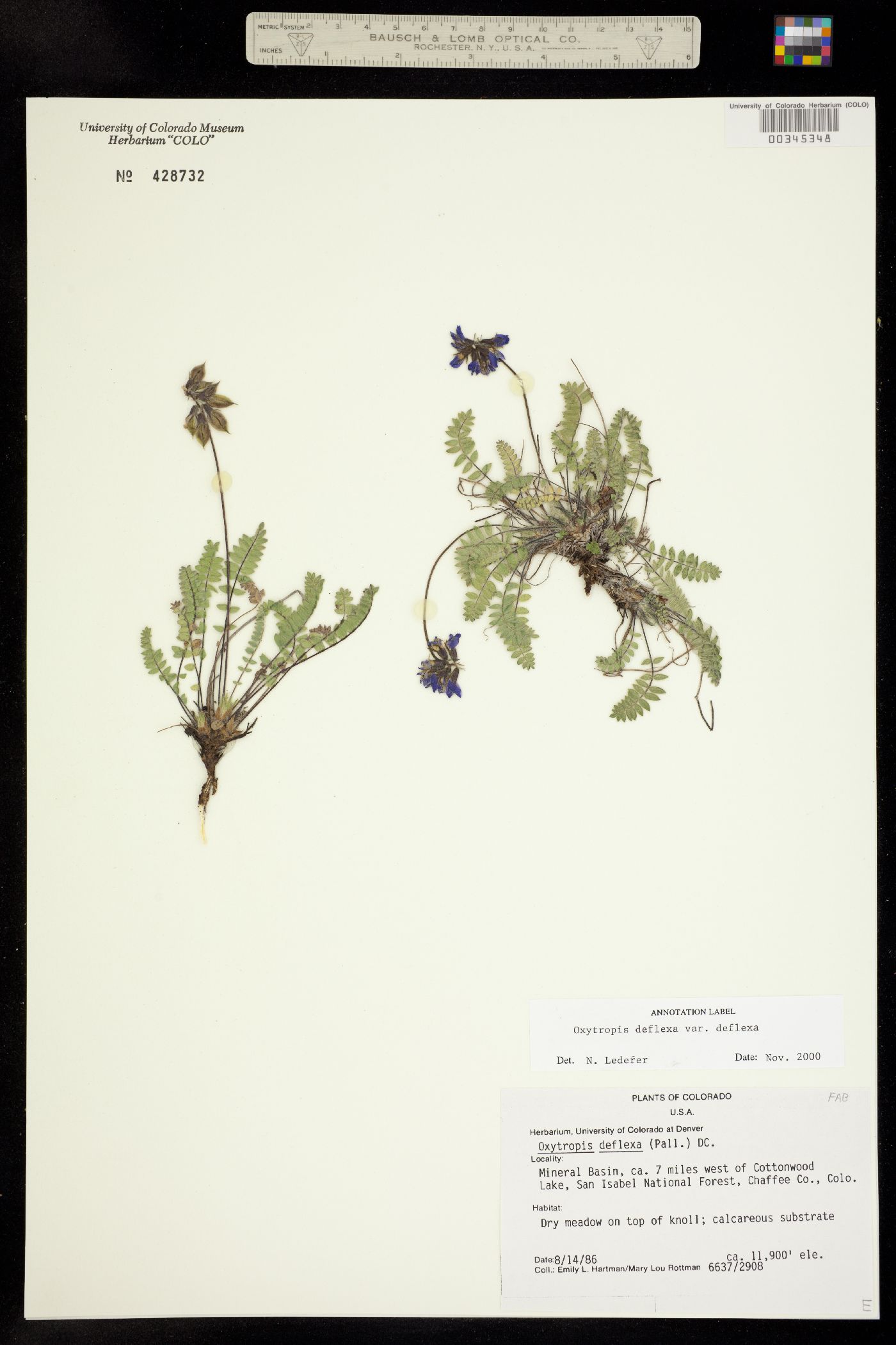 Oxytropis deflexa image