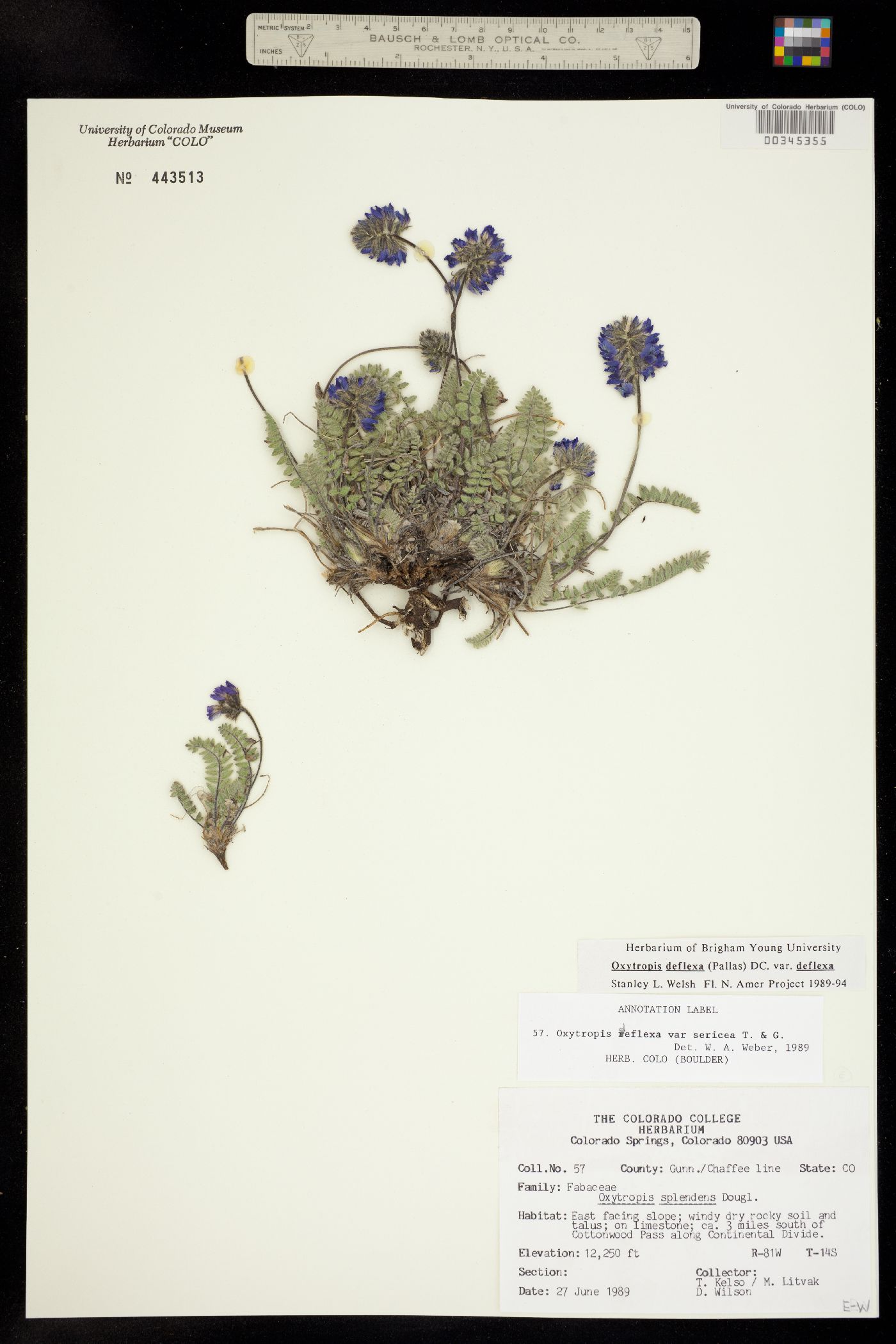 Oxytropis deflexa image