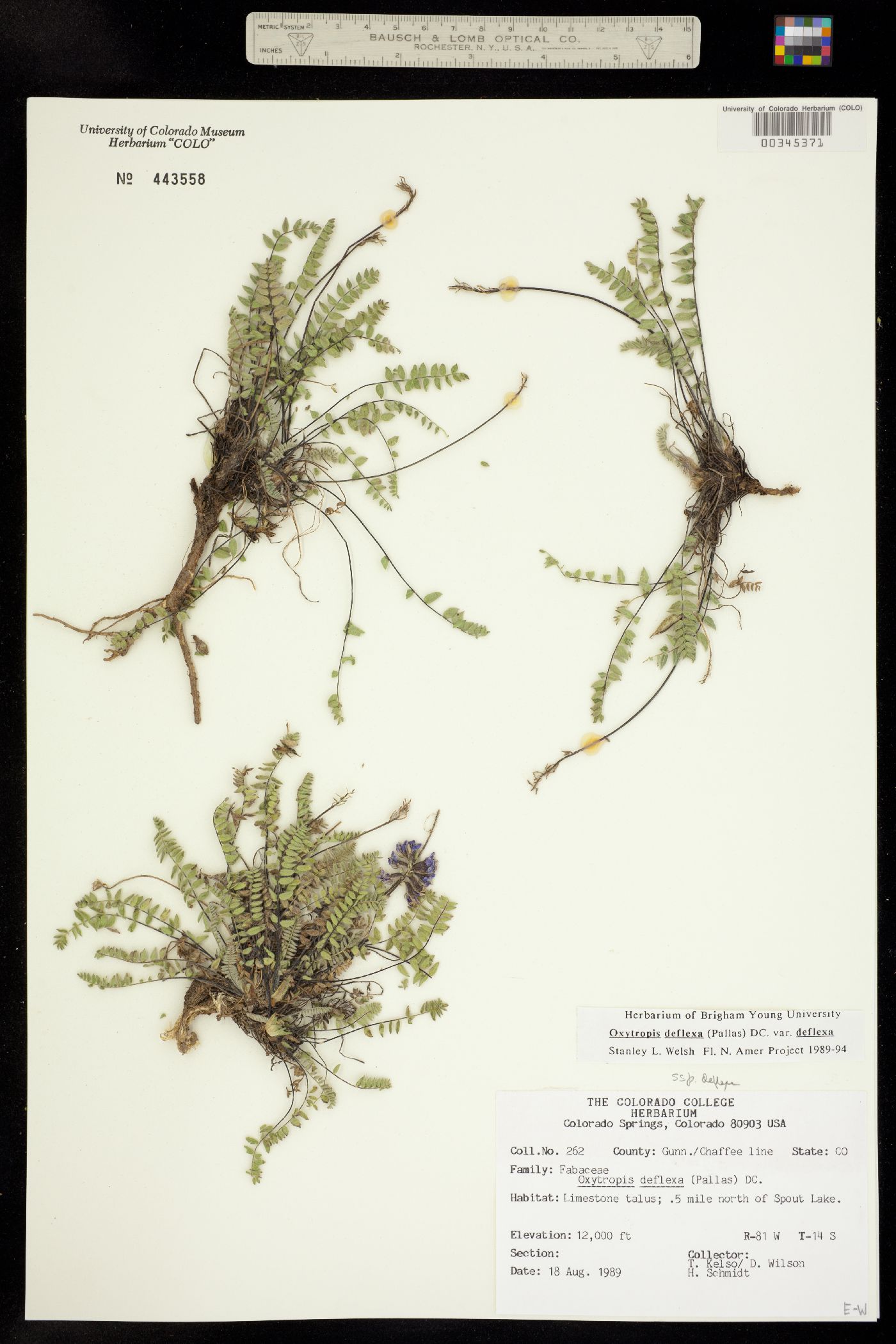 Oxytropis deflexa var. deflexa image