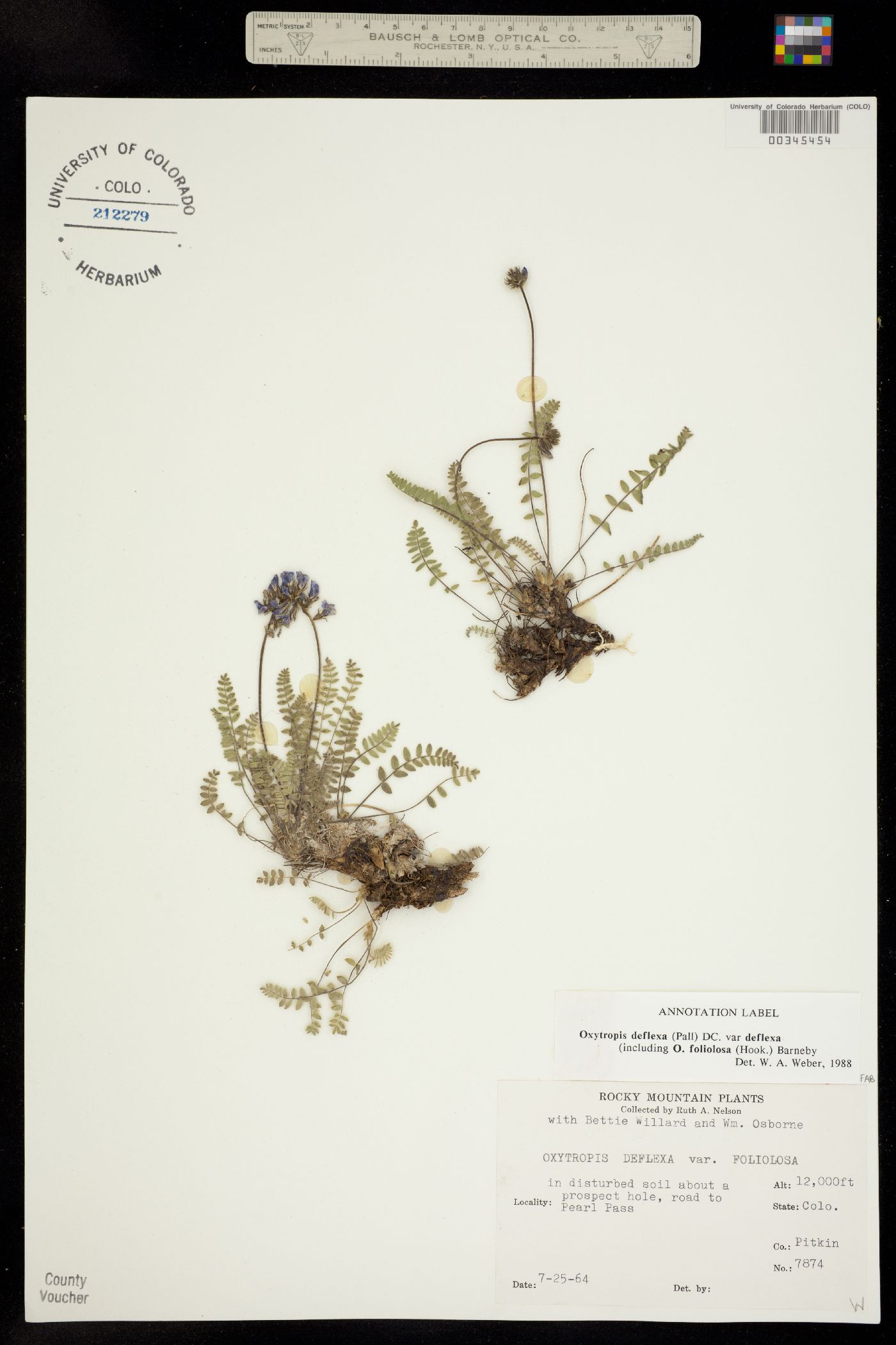 Oxytropis deflexa image