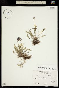 Oxytropis deflexa subsp. deflexa image