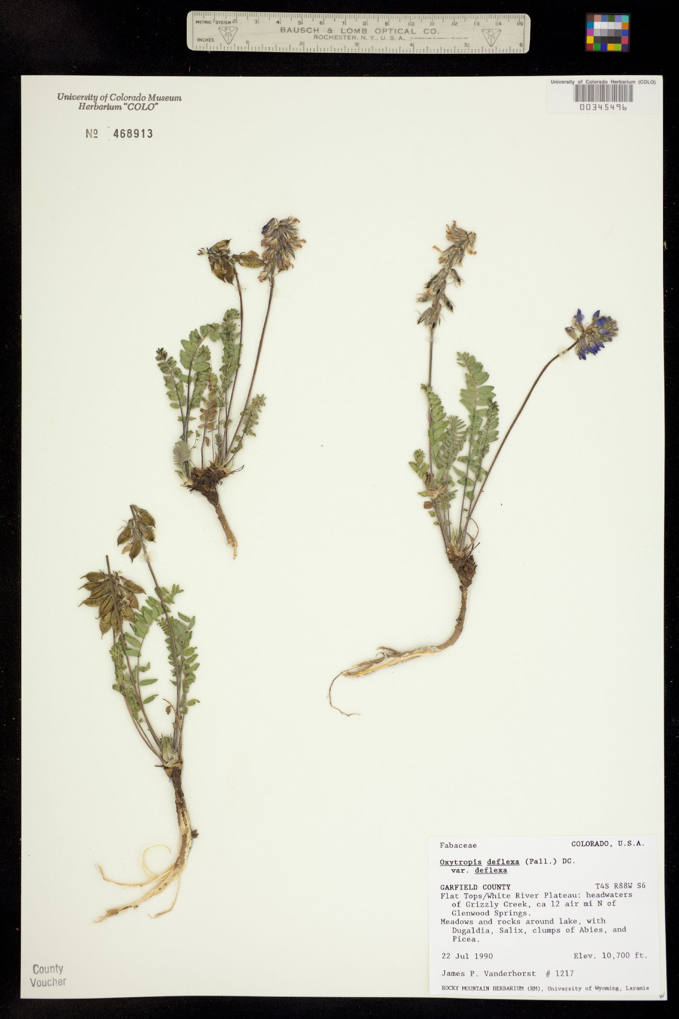 Oxytropis deflexa var. deflexa image