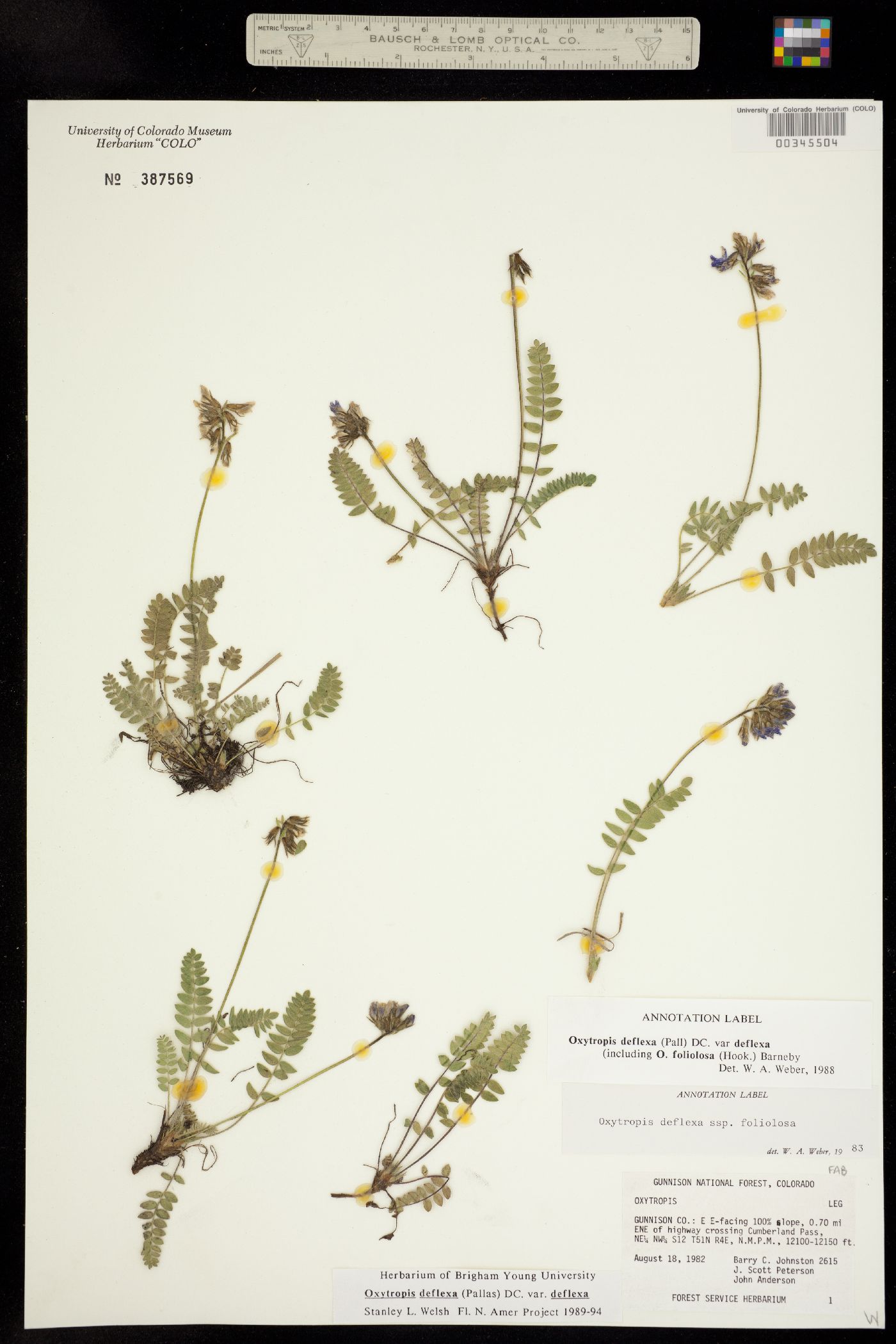 Oxytropis deflexa var. deflexa image