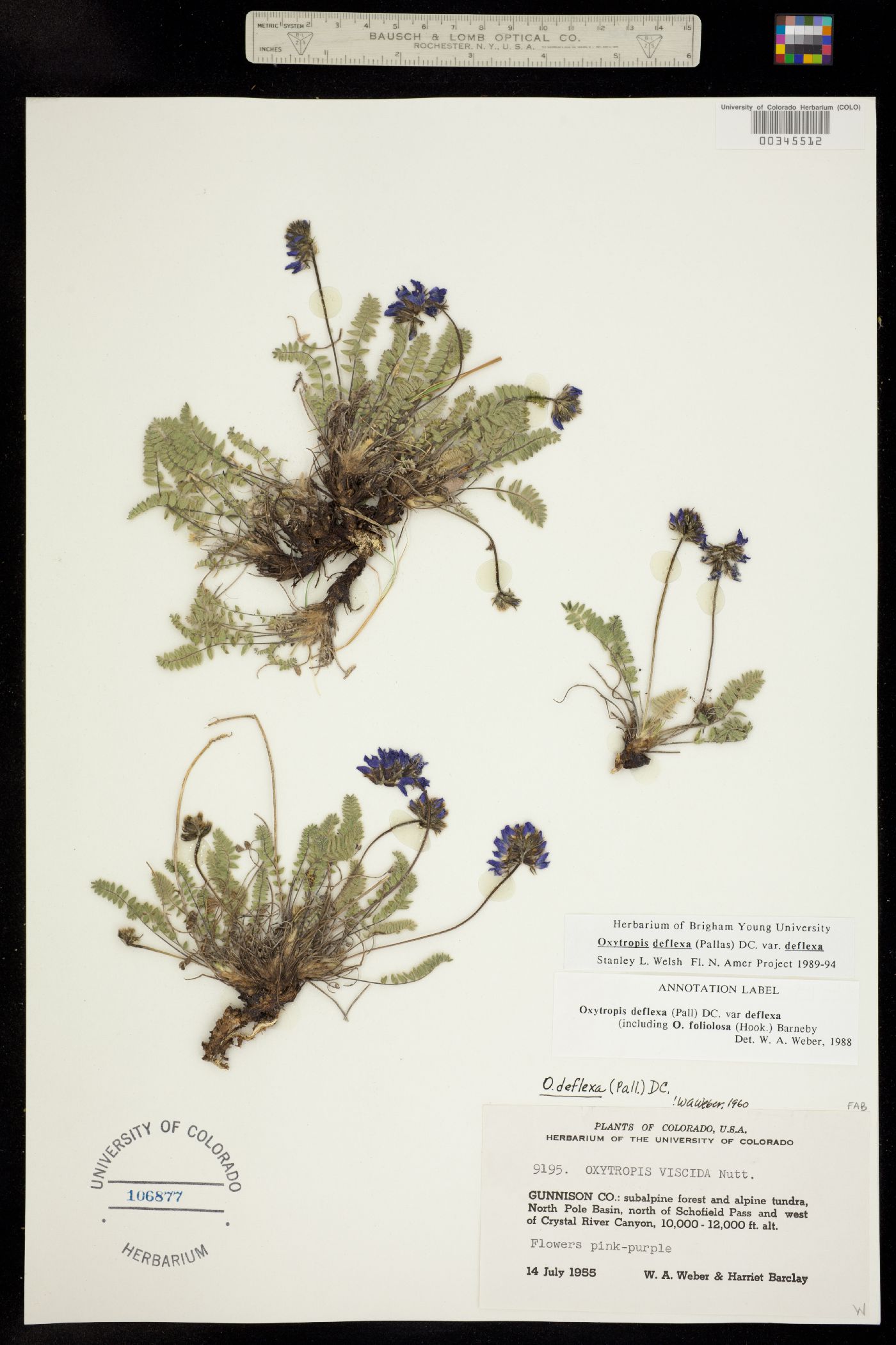 Oxytropis deflexa image