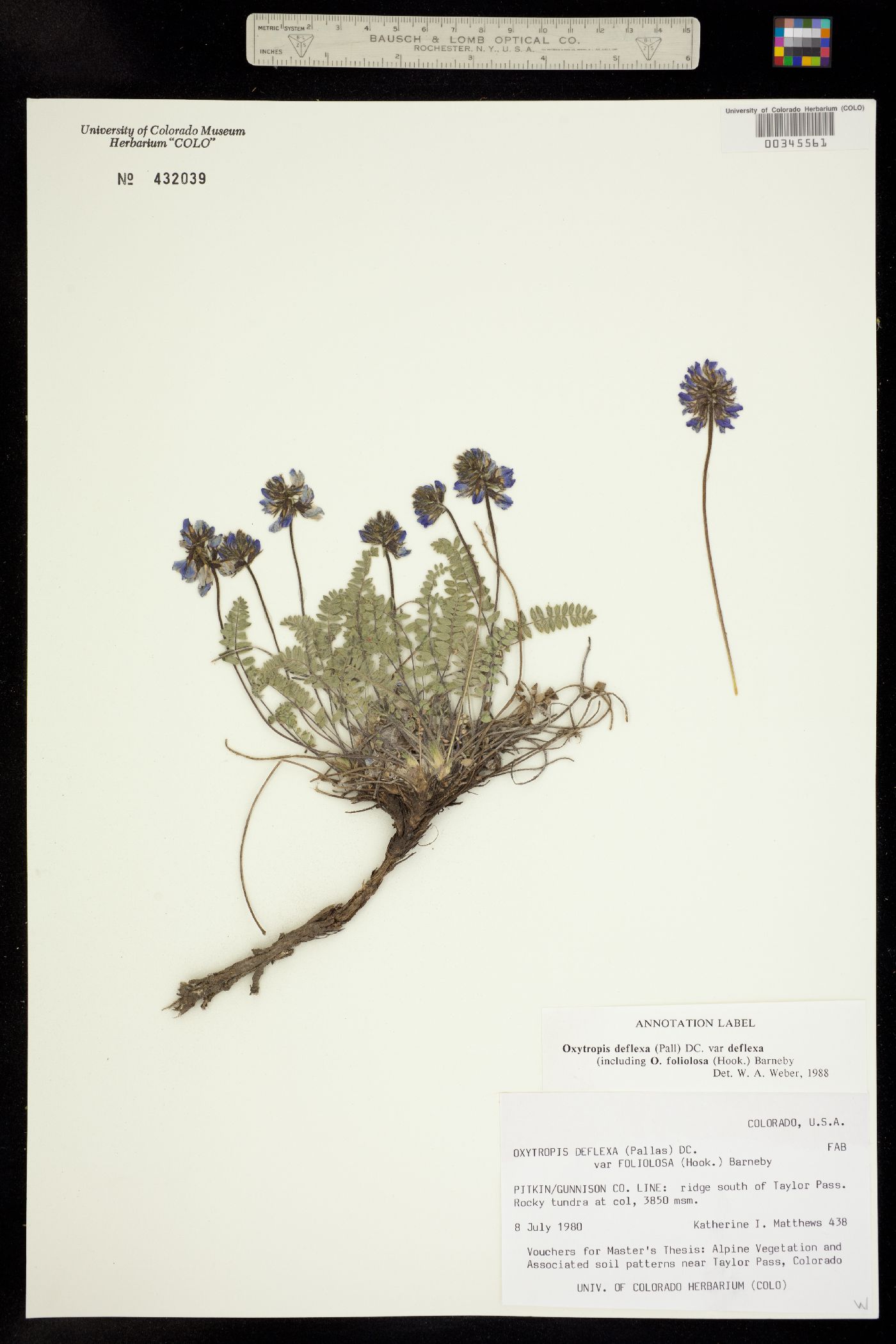 Oxytropis deflexa var. deflexa image