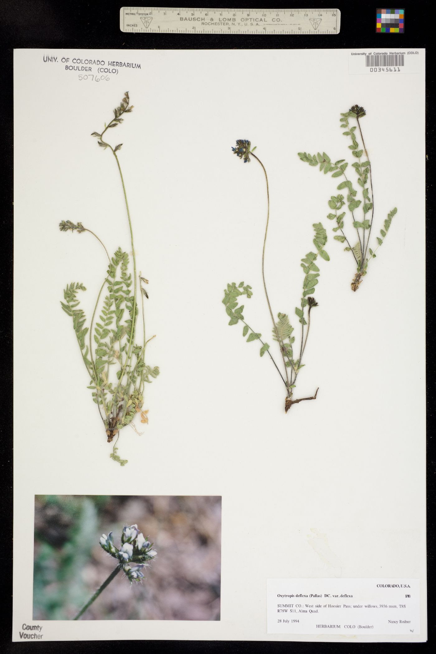 Oxytropis deflexa image