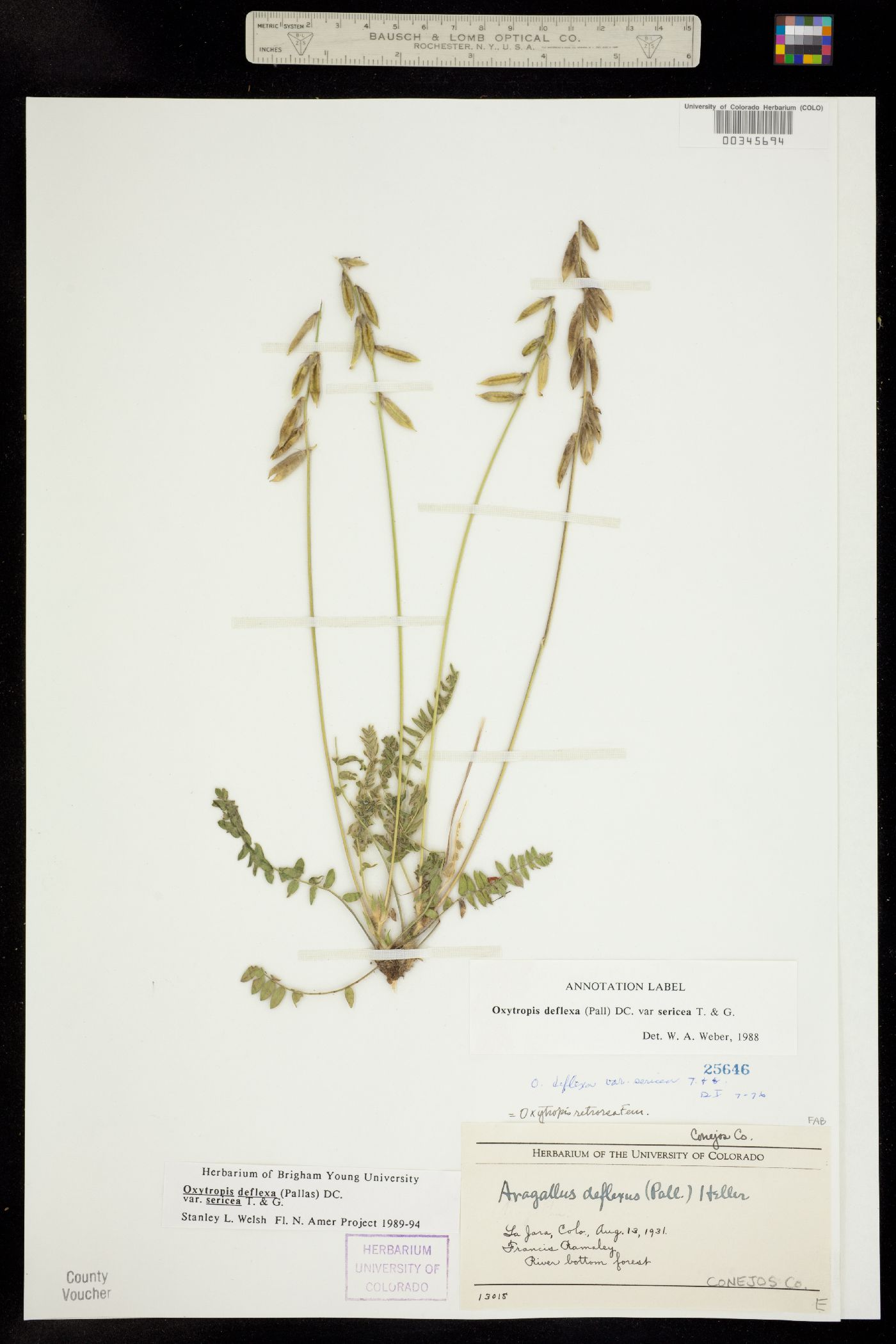 Oxytropis deflexa var. sericea image