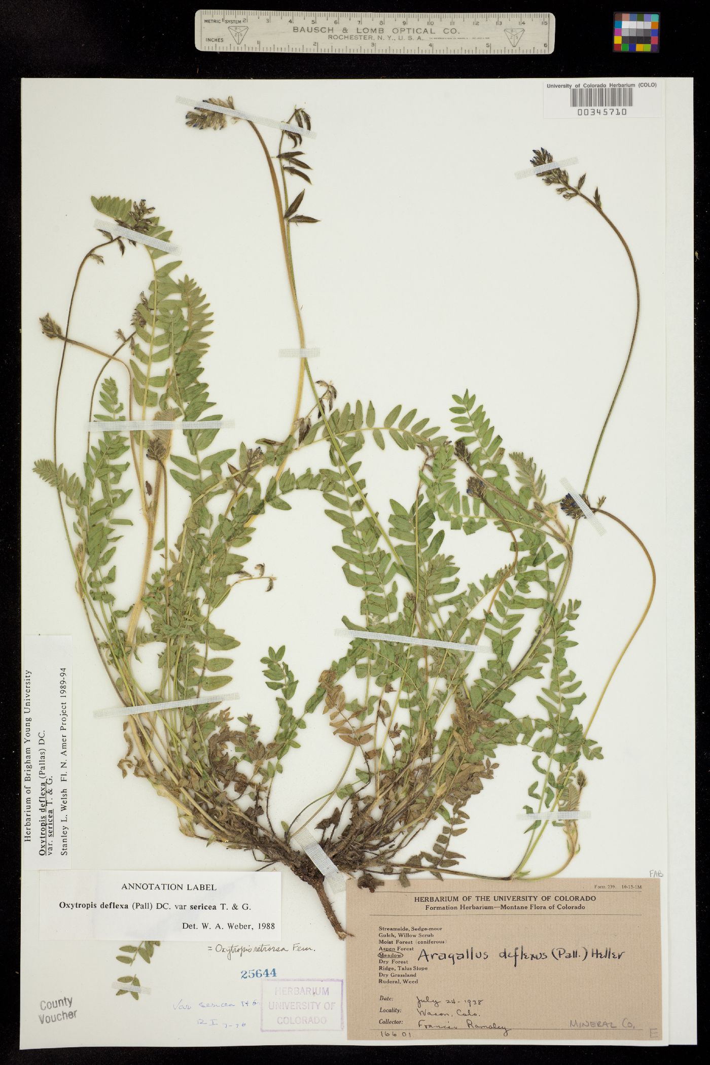 Oxytropis deflexa var. sericea image