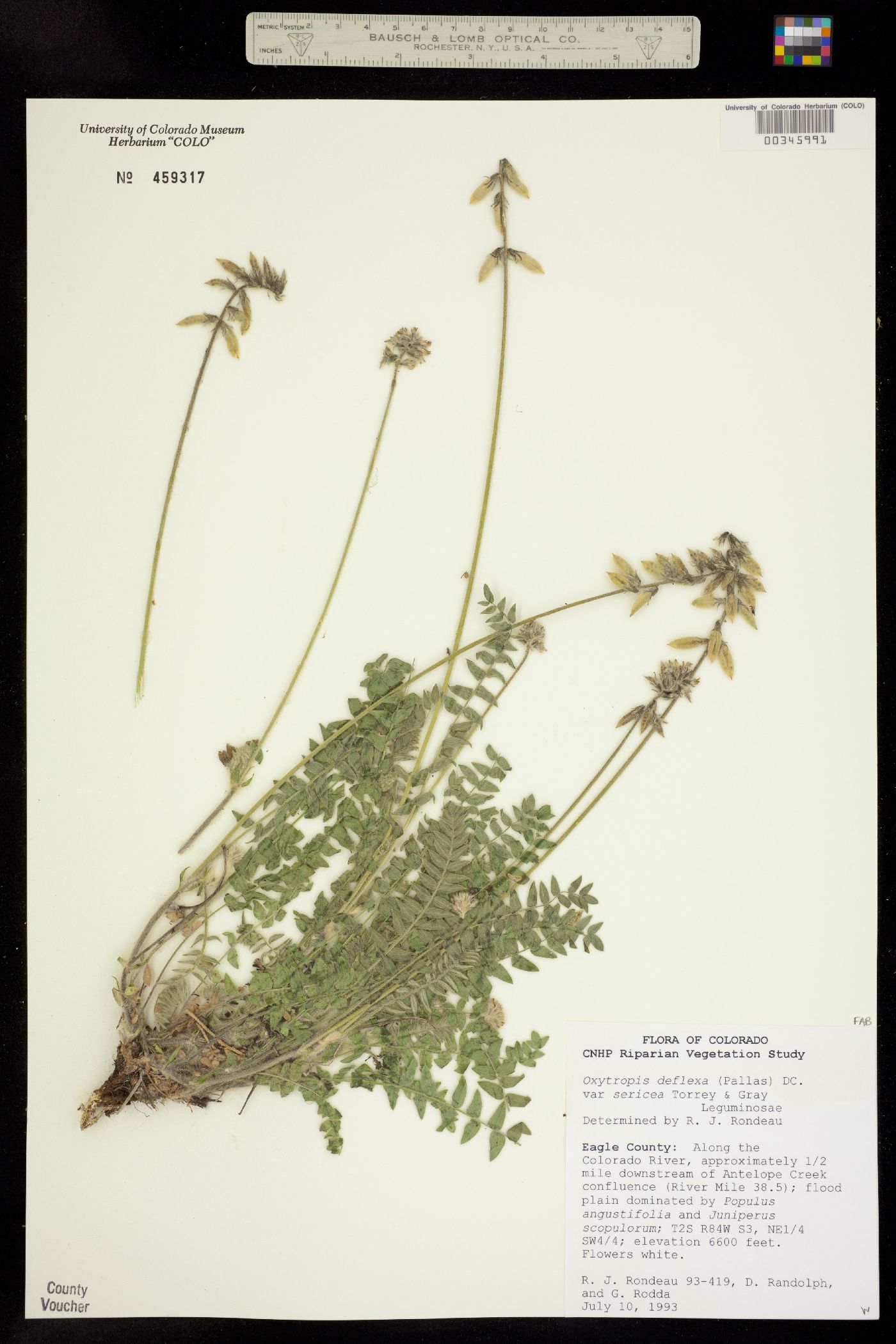 Oxytropis deflexa var. sericea image