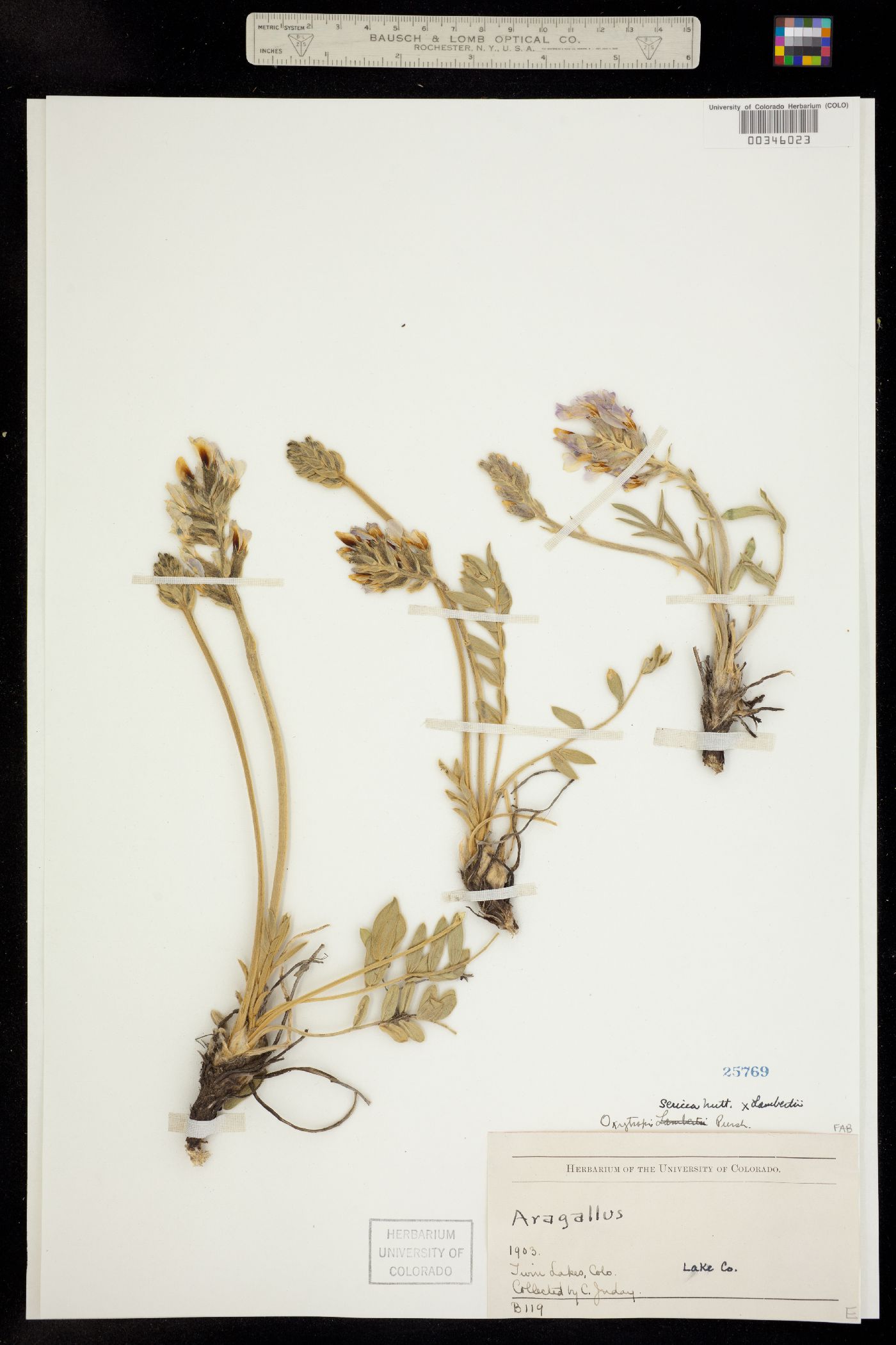 Oxytropis lambertii image