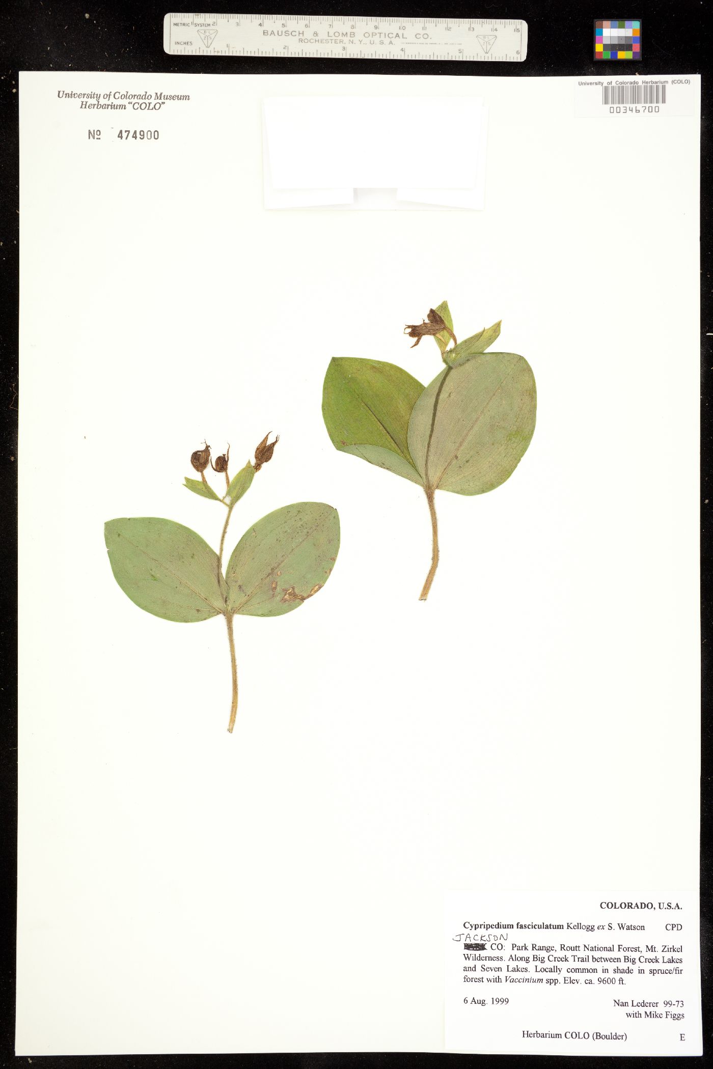 Cypripedium fasciculatum image