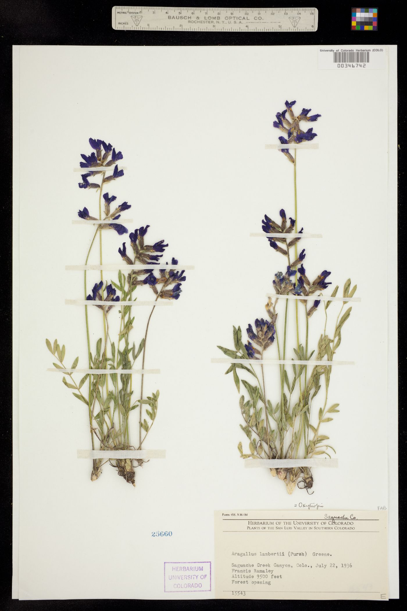 Oxytropis image