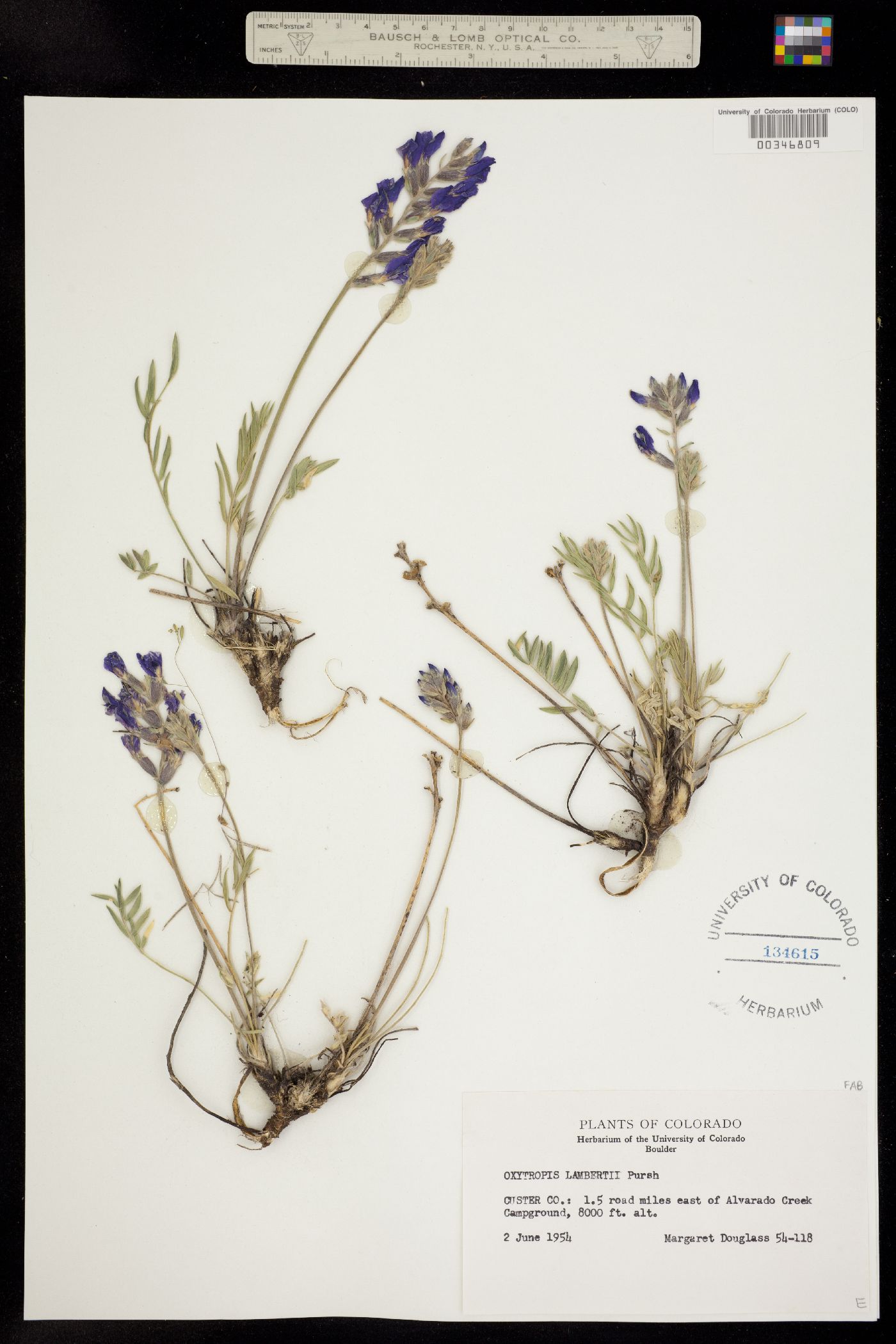 Oxytropis lambertii image