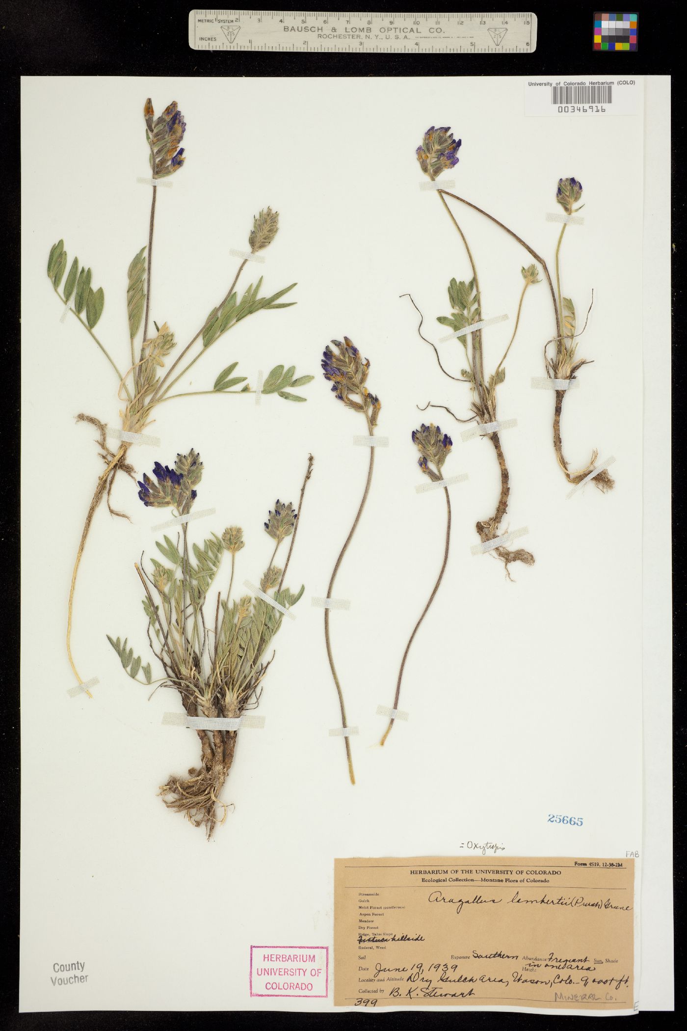 Oxytropis lambertii image