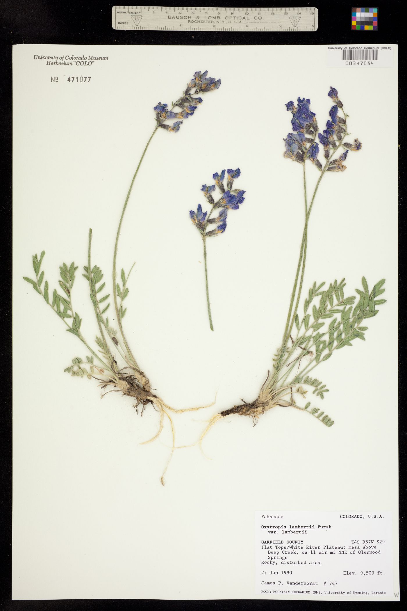 Oxytropis lambertii ssp. lambertii image