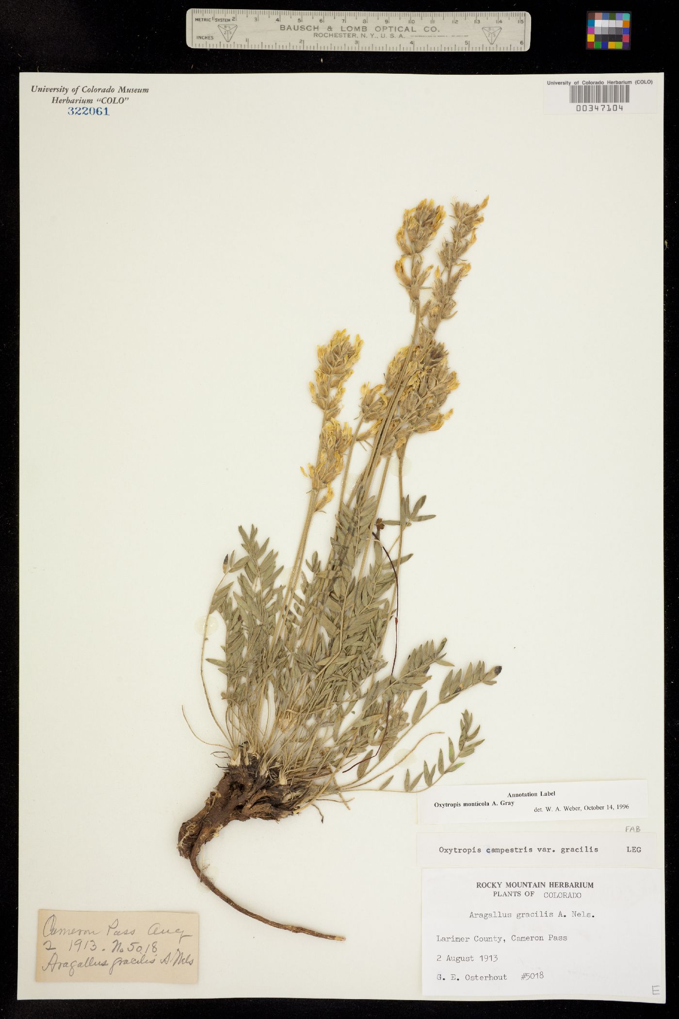 Oxytropis campestris image