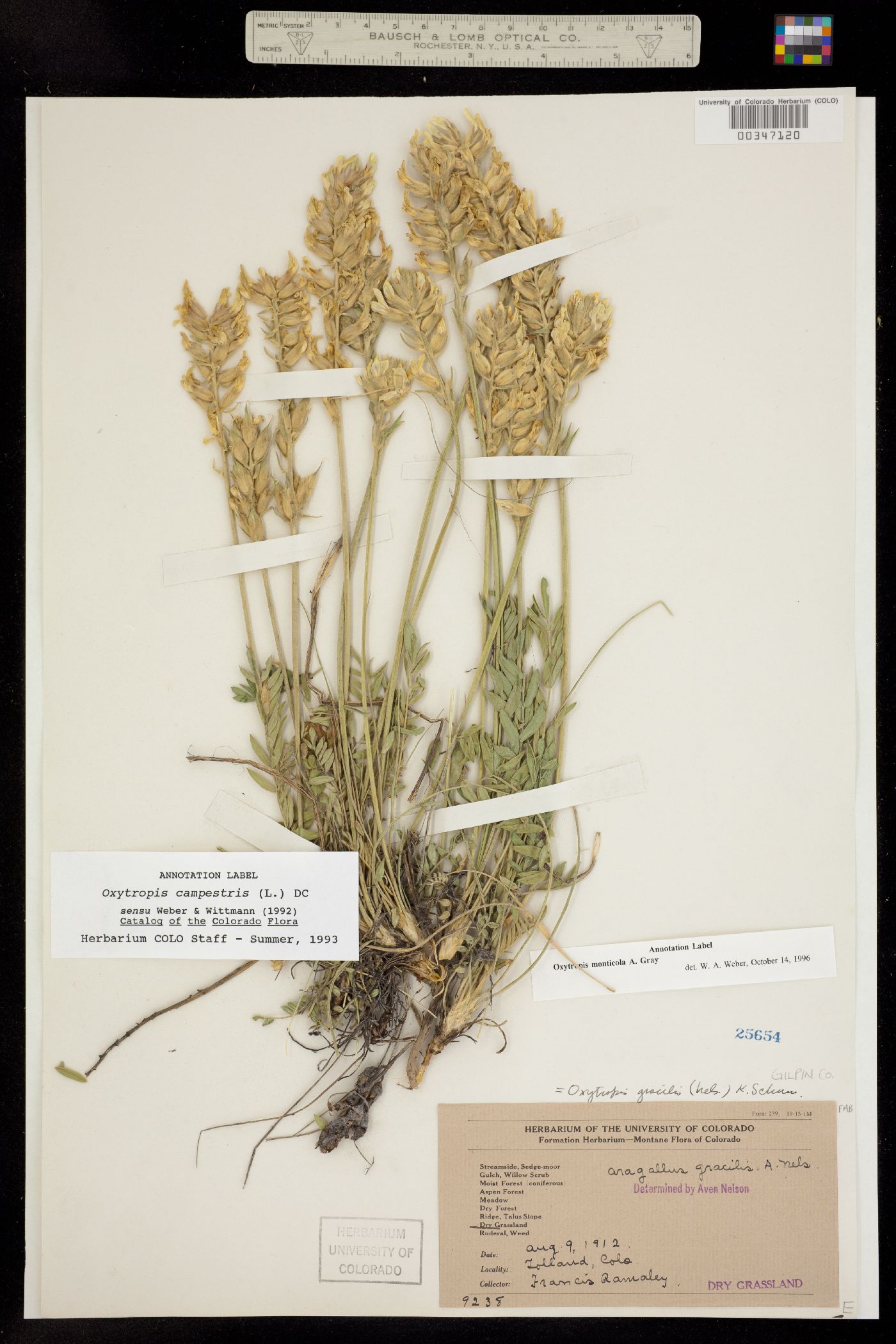 Oxytropis campestris var. spicata image