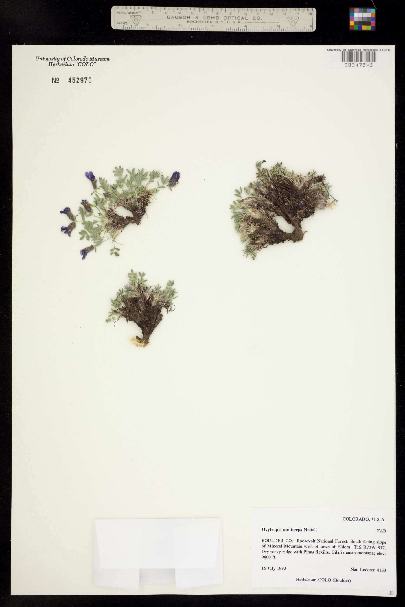 Oxytropis multiceps image
