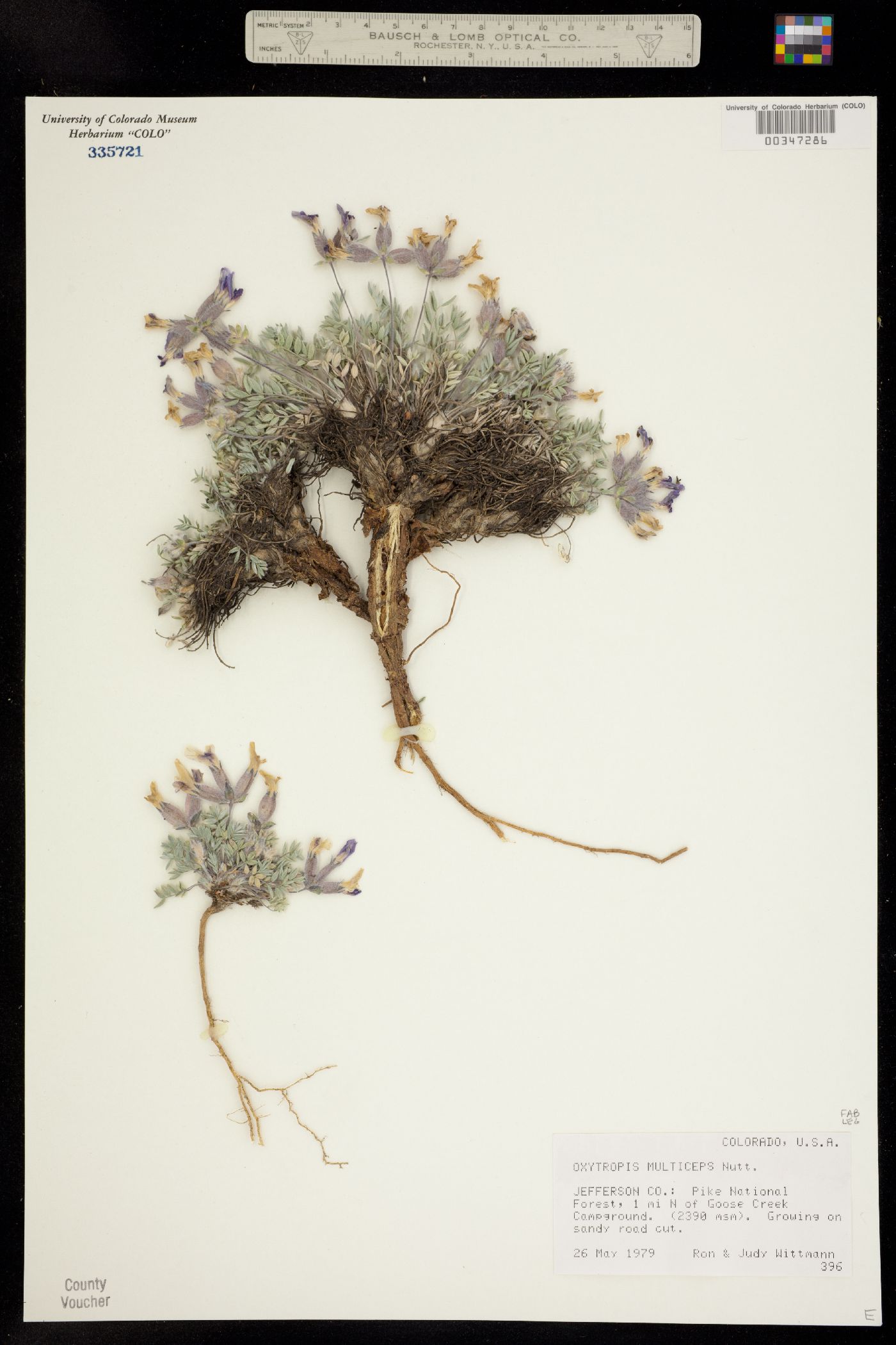 Oxytropis multiceps image