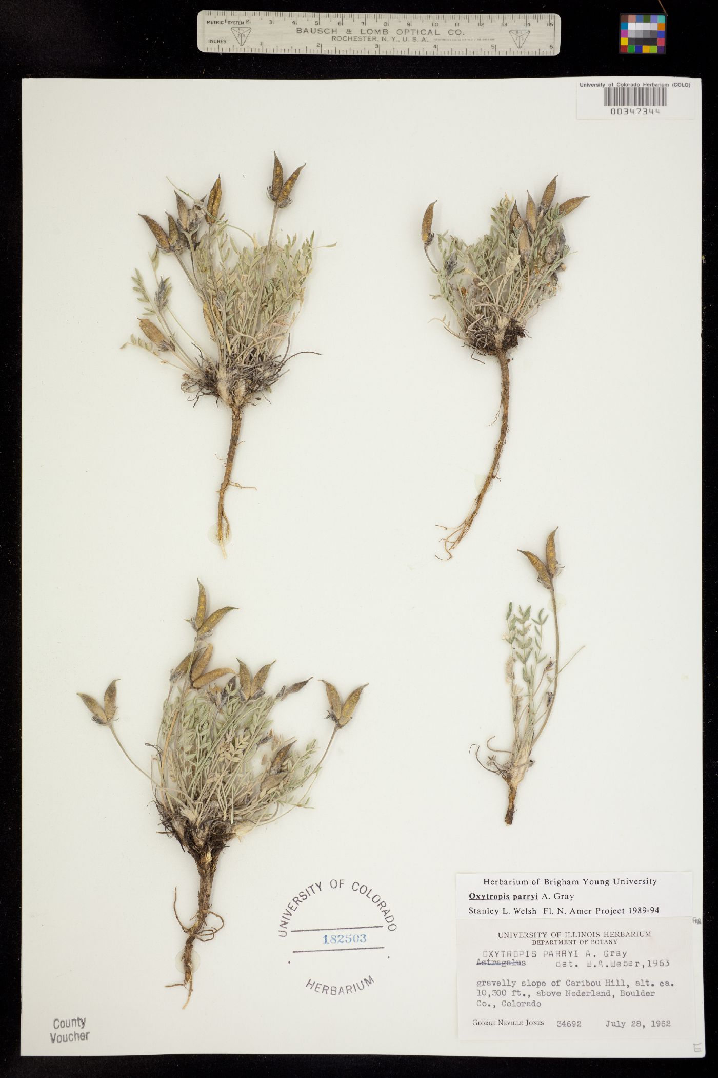 Oxytropis parryi image