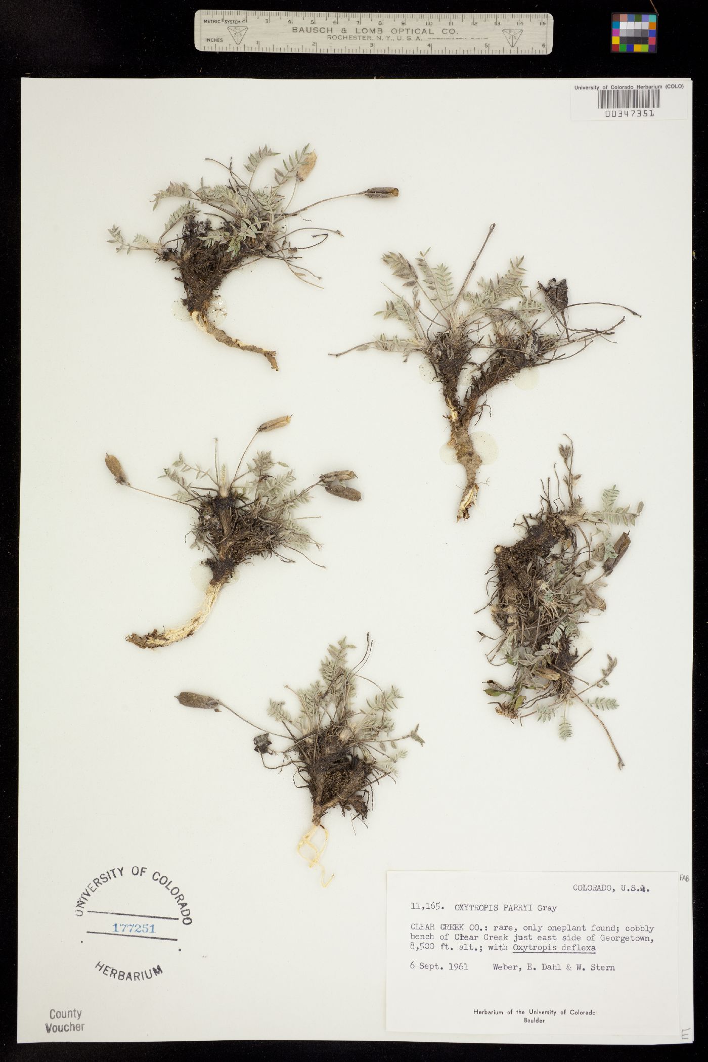 Oxytropis parryi image