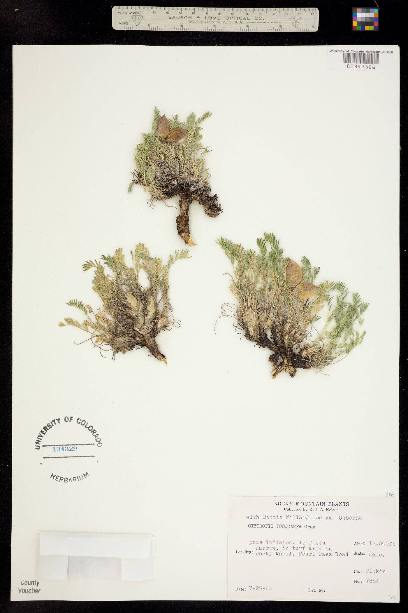 Oxytropis podocarpa image
