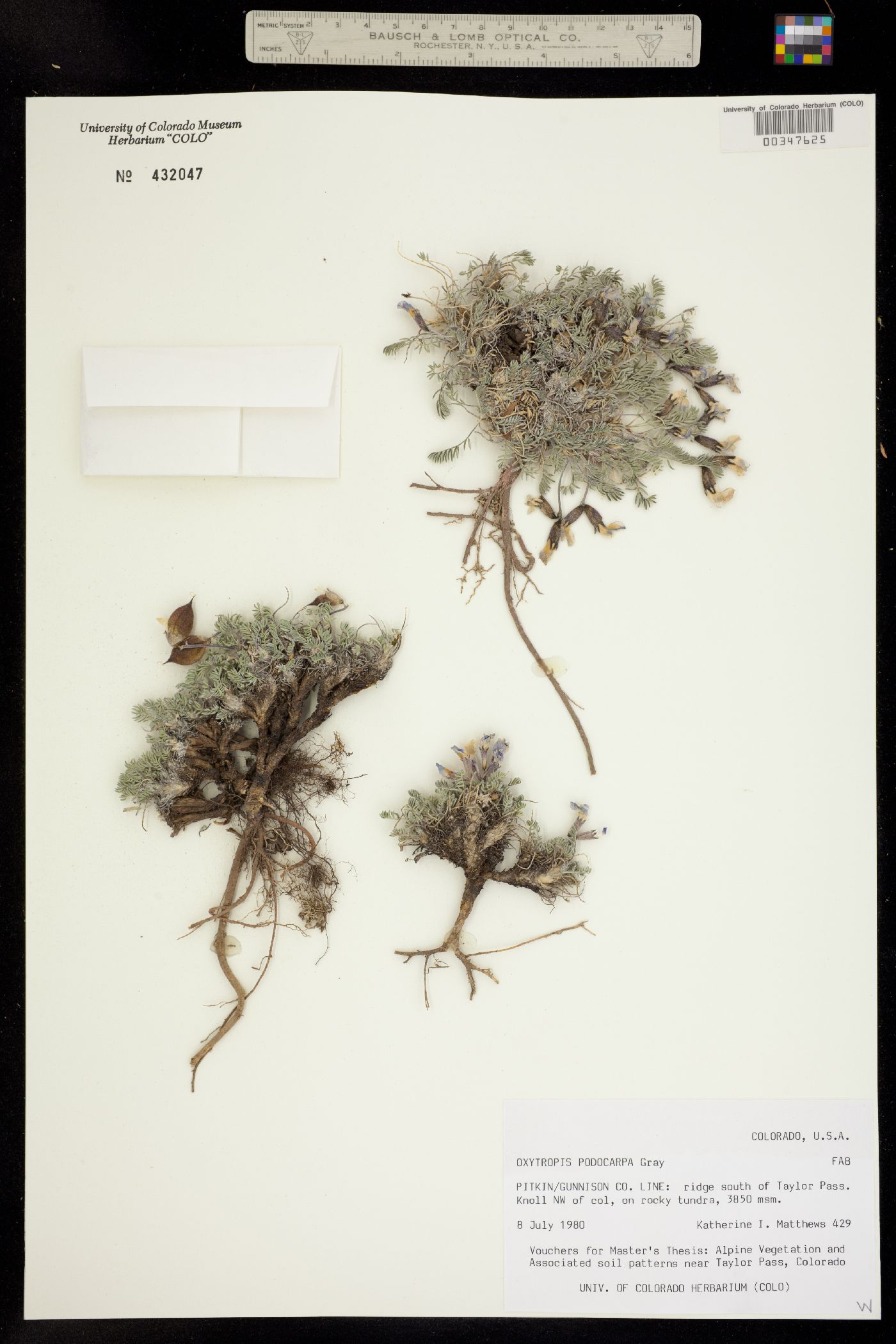 Oxytropis podocarpa image