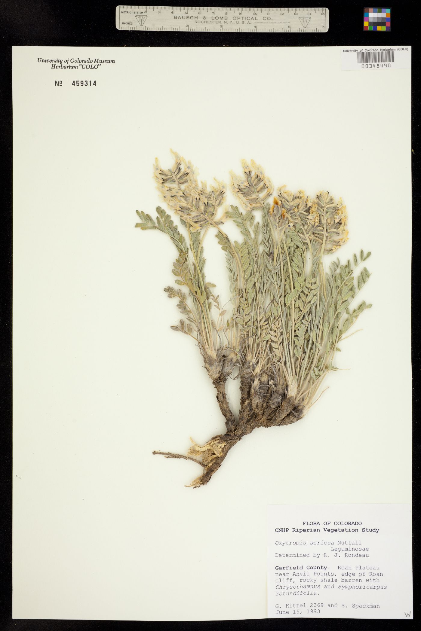 Oxytropis sericea image