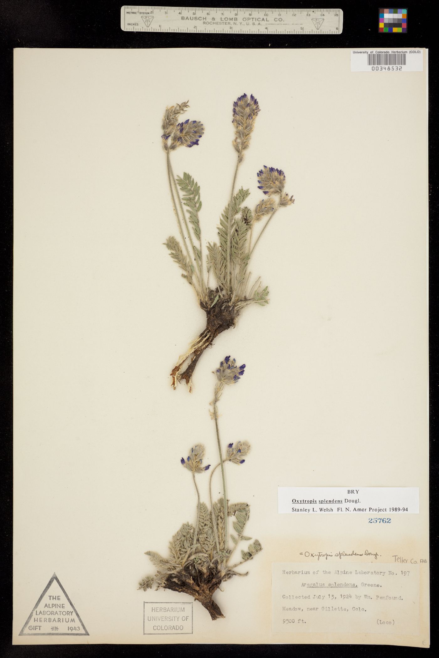 Oxytropis splendens image