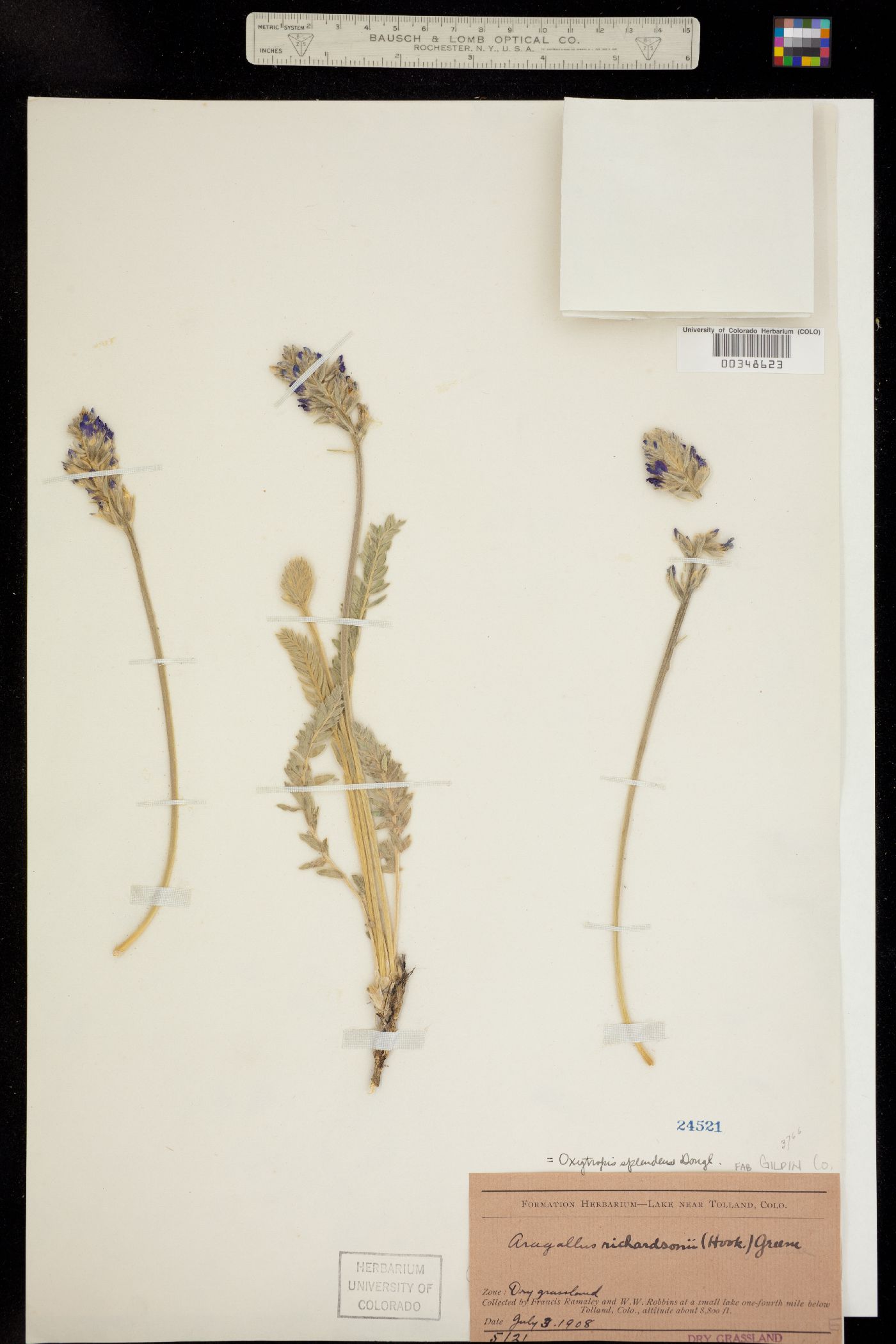 Oxytropis splendens image