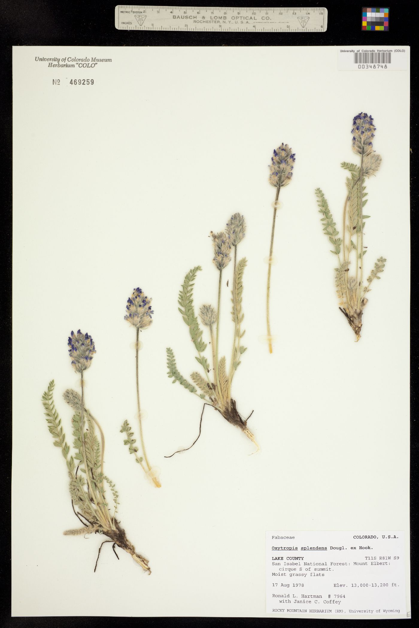 Oxytropis splendens image