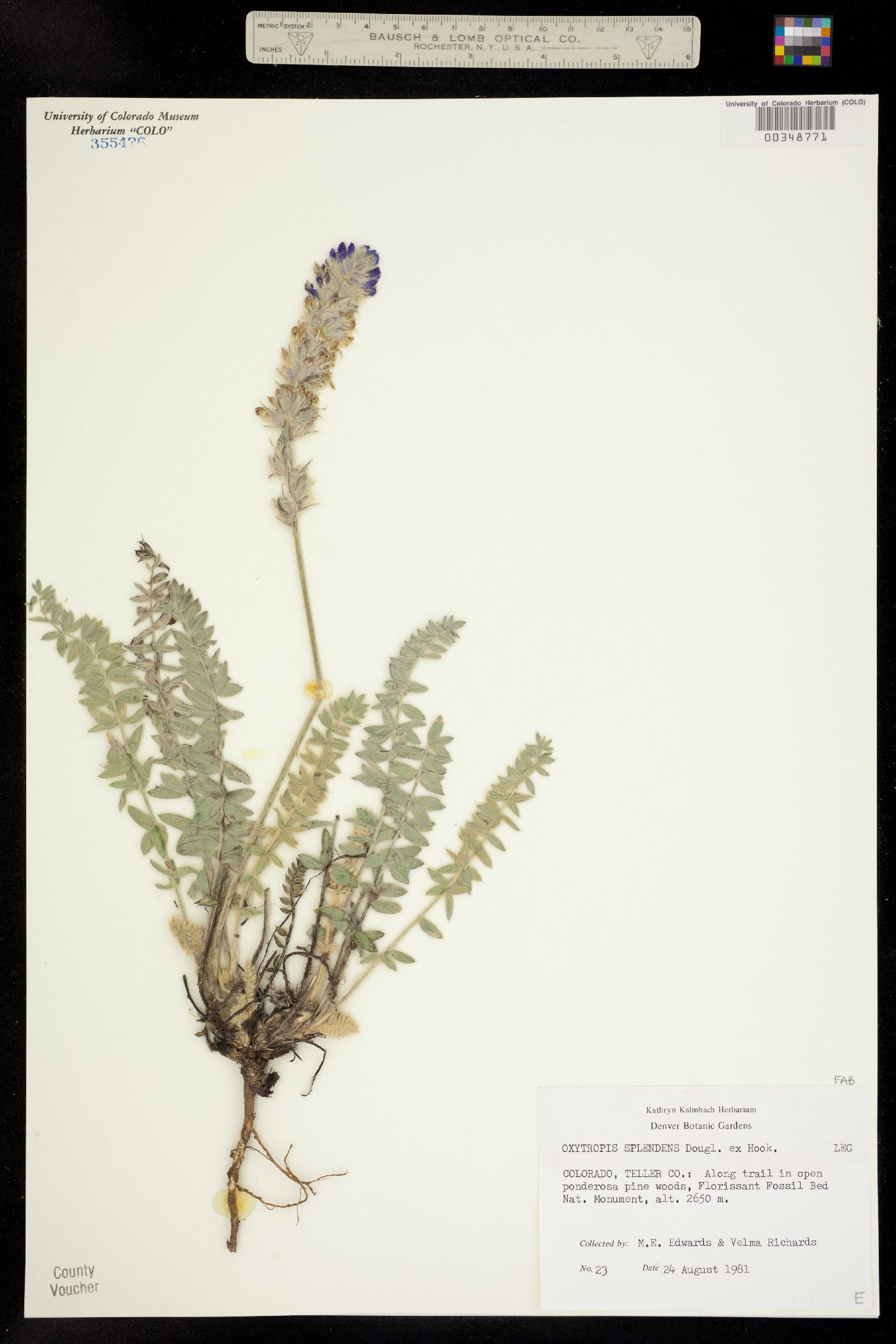 Oxytropis splendens image