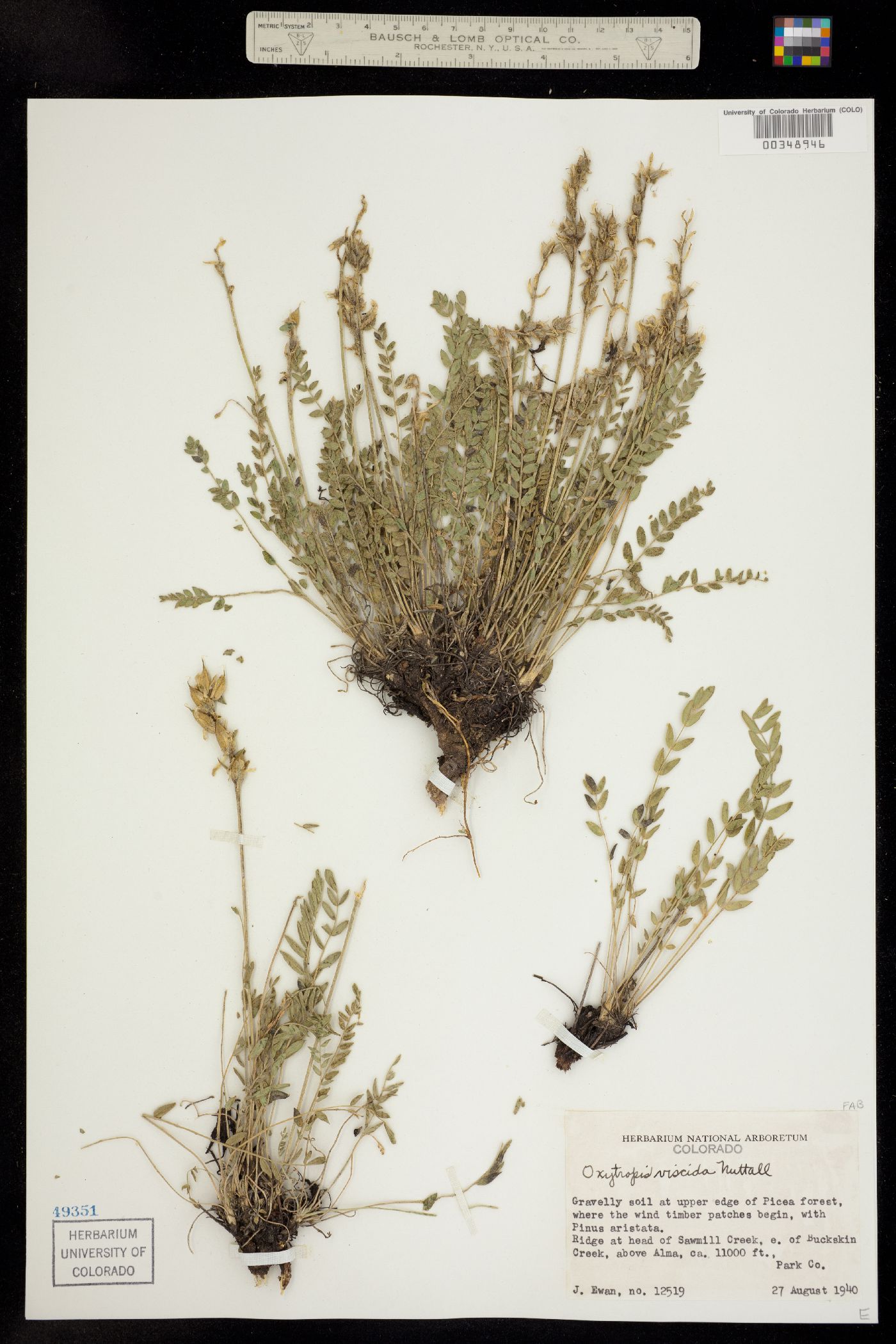 Oxytropis borealis var. viscida image