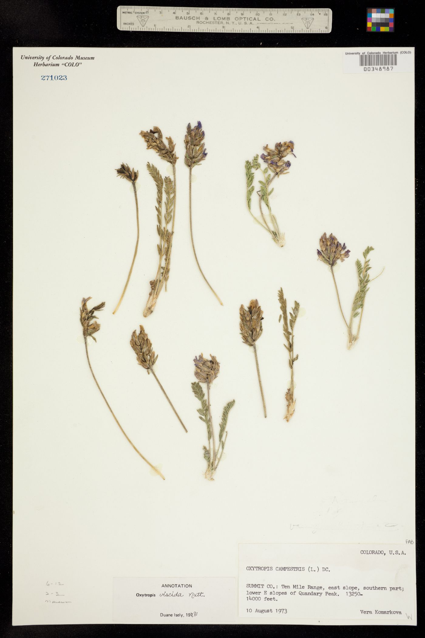 Oxytropis borealis var. viscida image