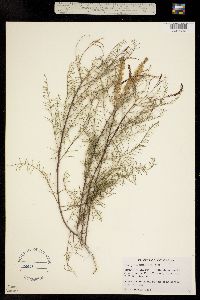 Parryella filifolia image